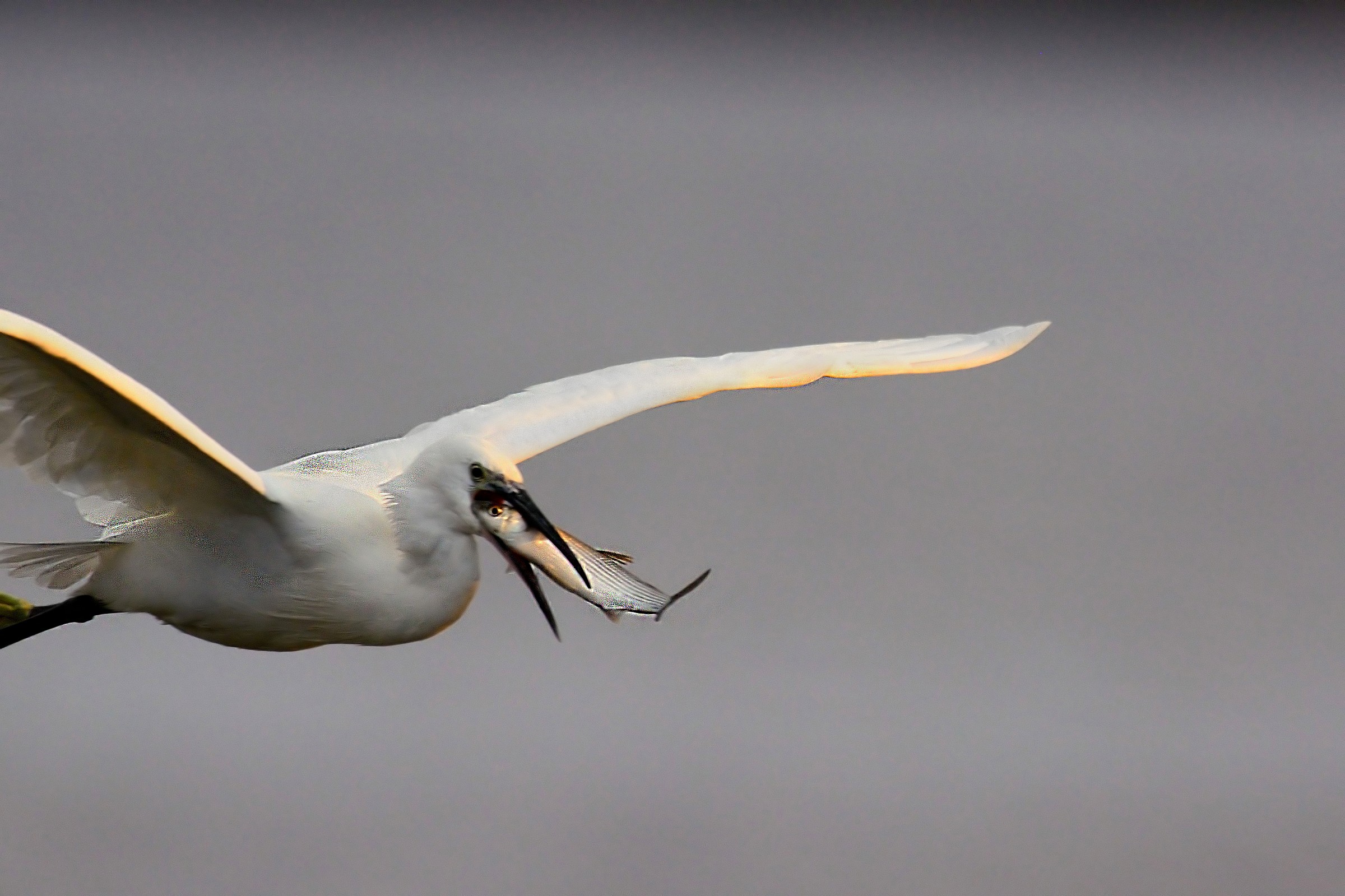 Egret & Mullet