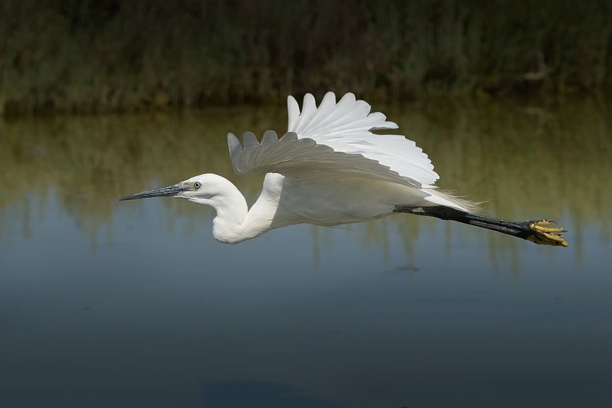 Egret