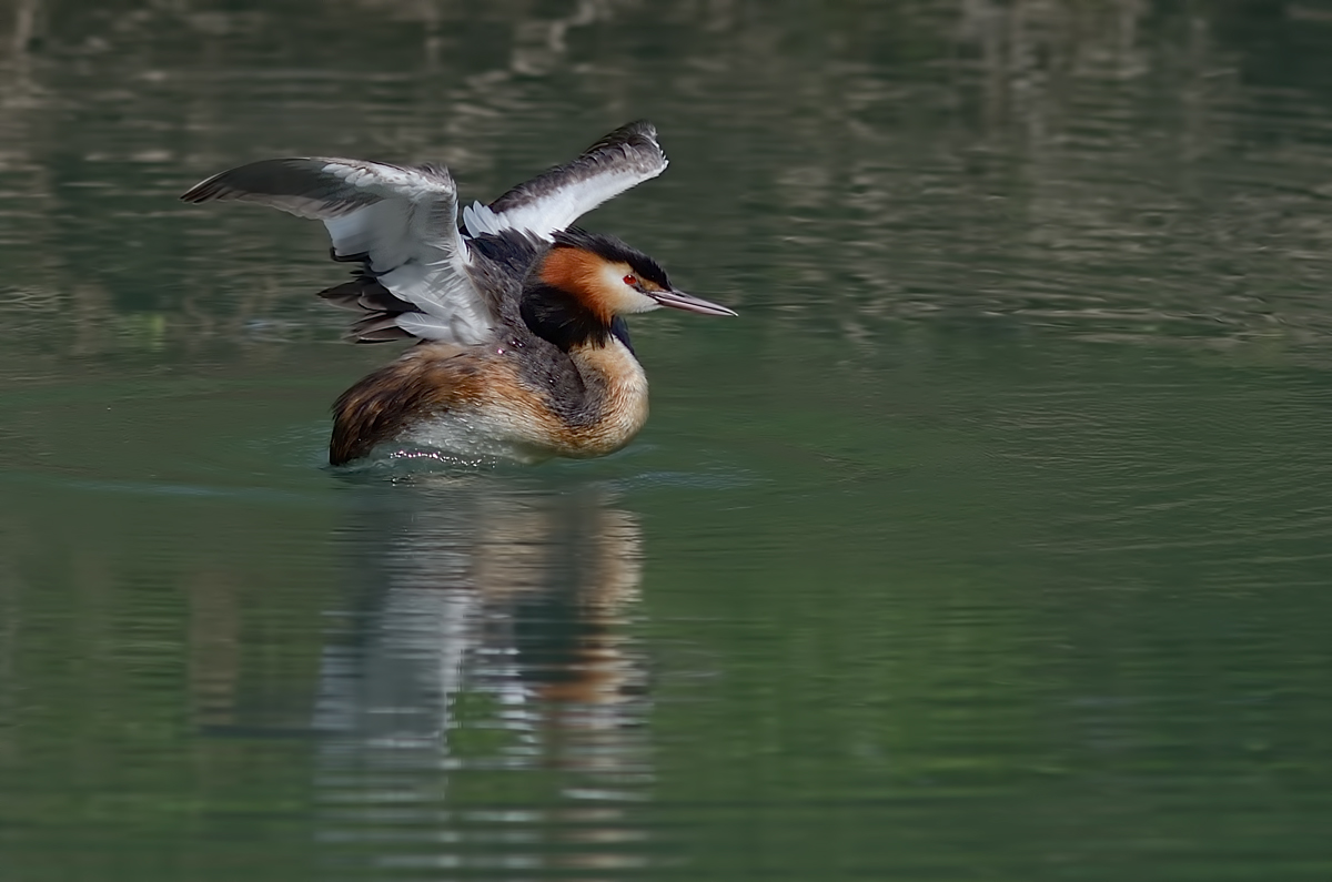 Grebe