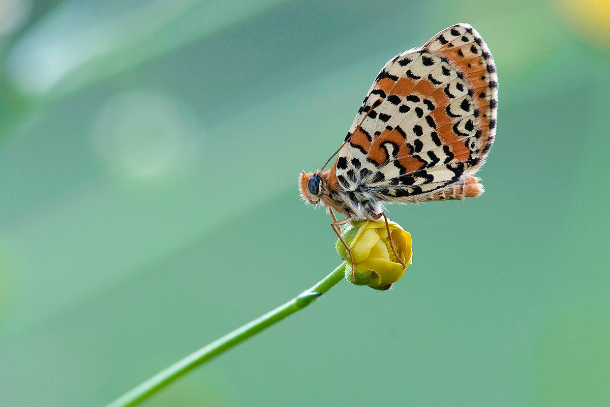 Melitaea