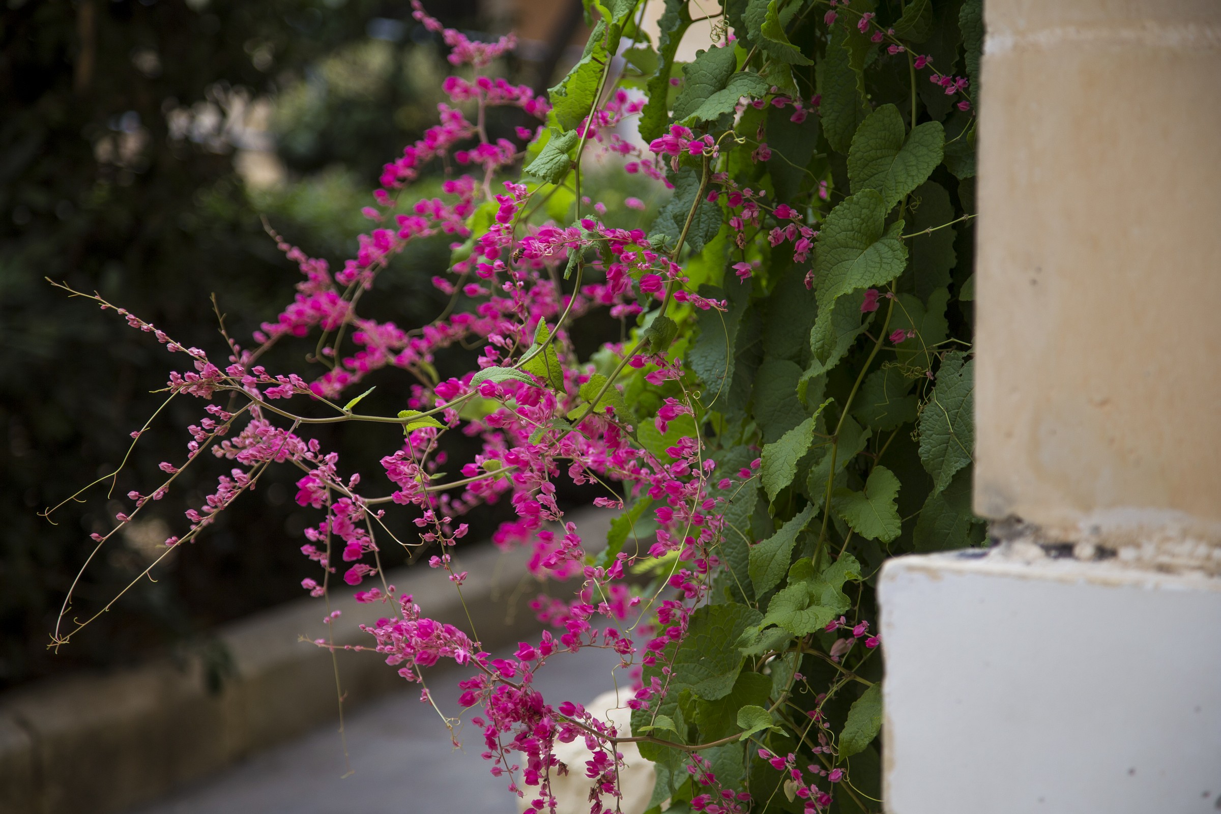 Un fiore all'ingresso del seminario