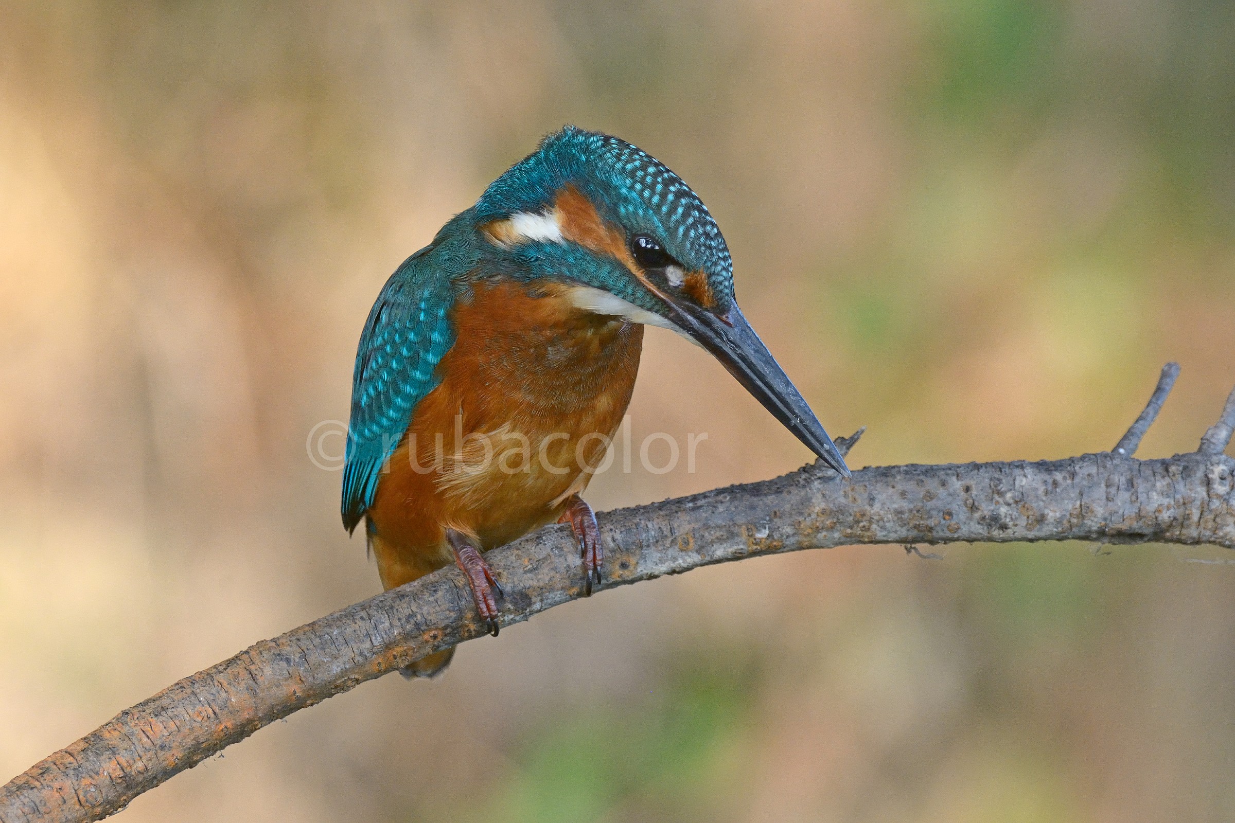 In an autumn evening the specialist takes aim
