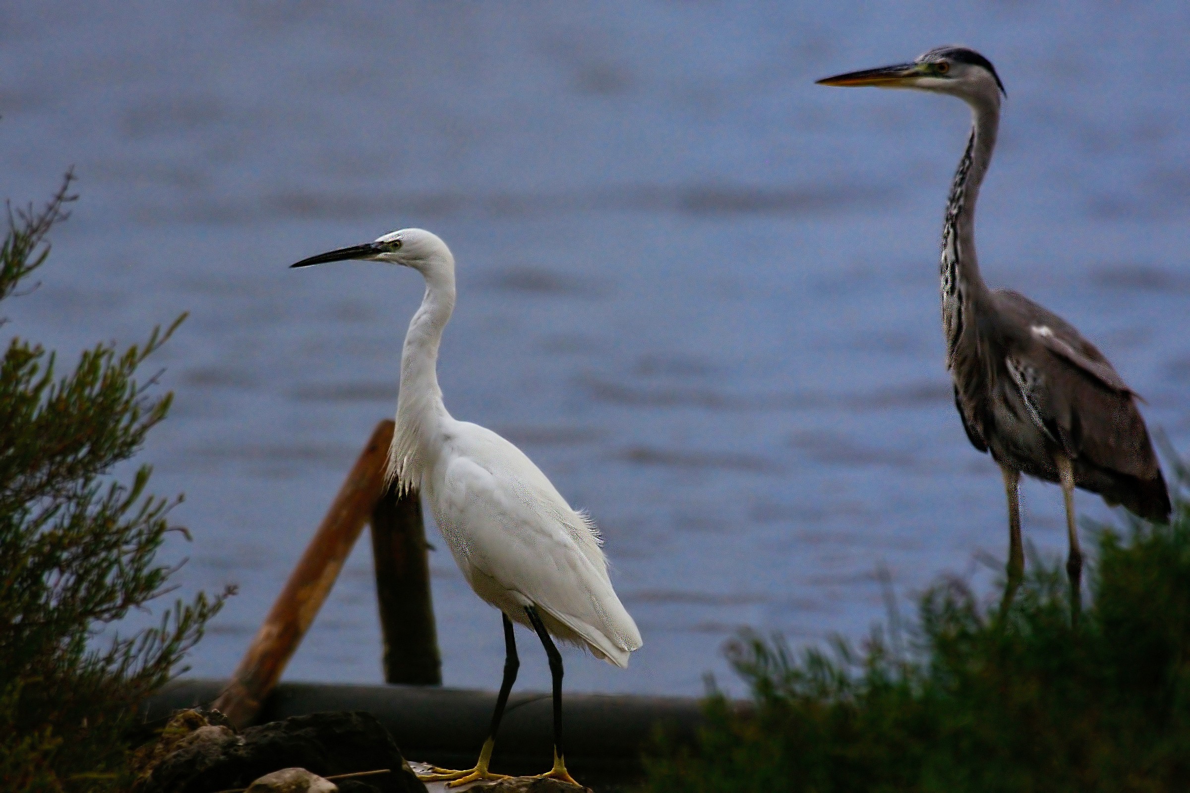 Egret & Heron
