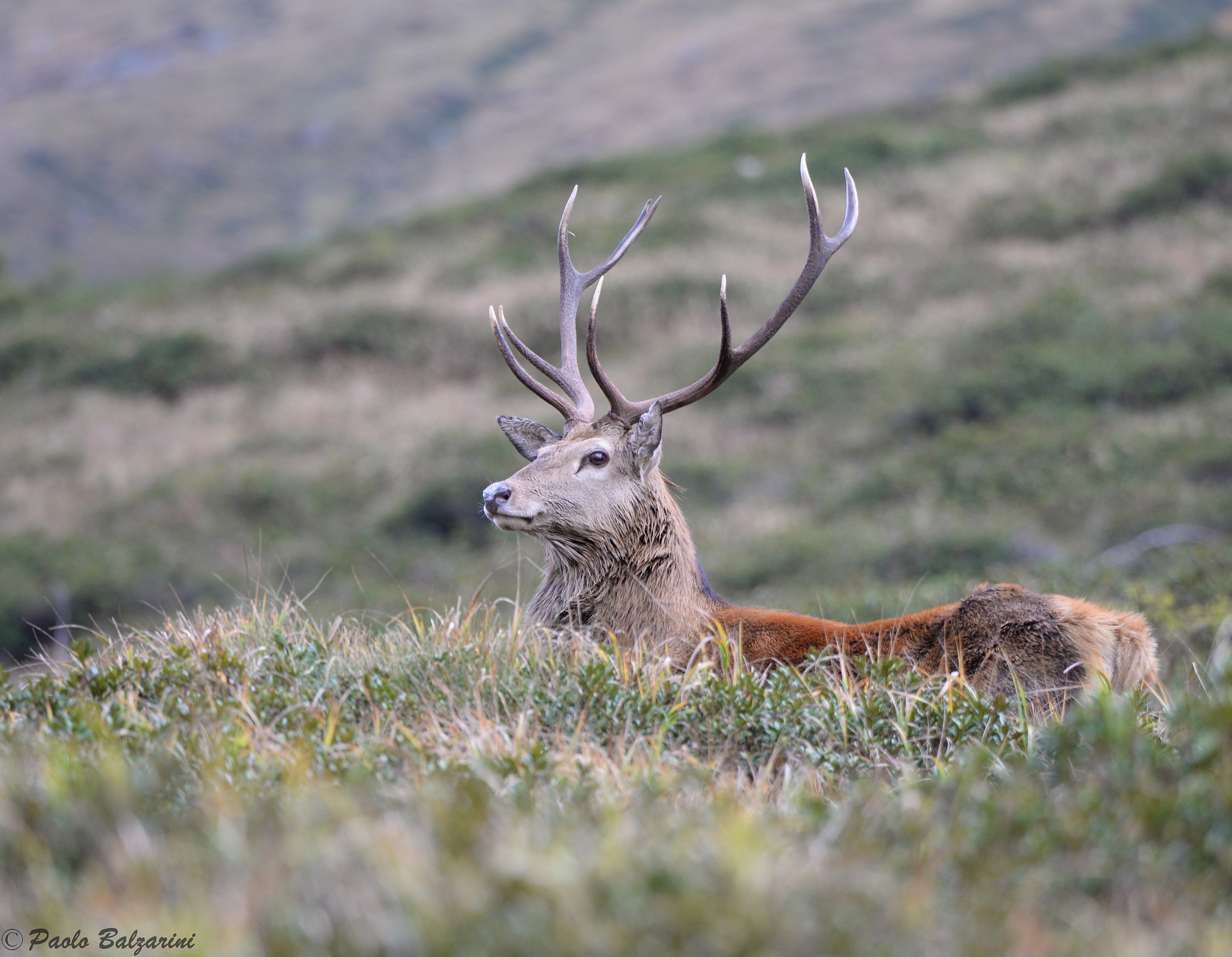 cervi parco nazionale dello stelvio