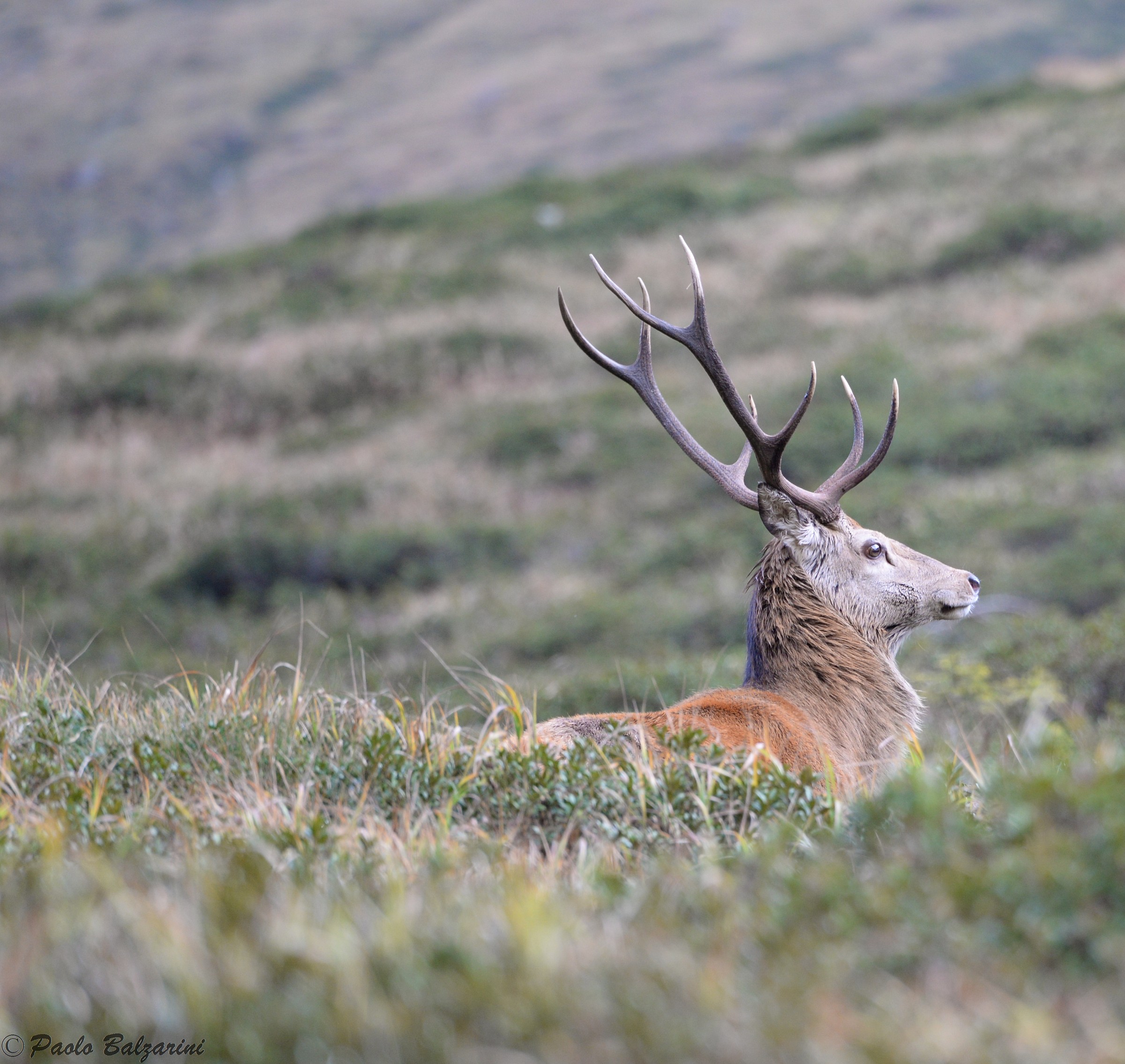 cervi parco nazionale dello stelvio