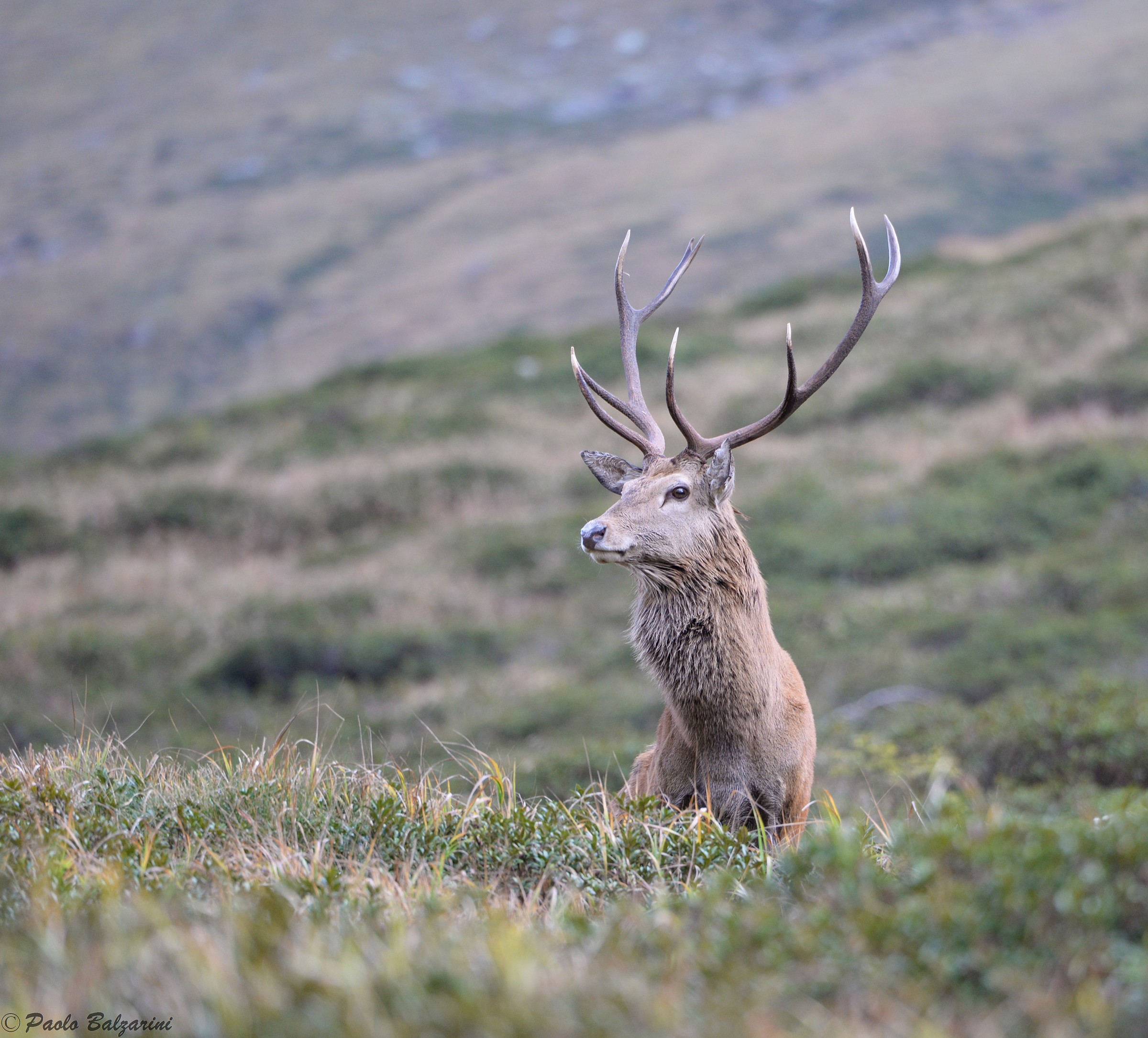 cervi parco nazionale dello stelvio