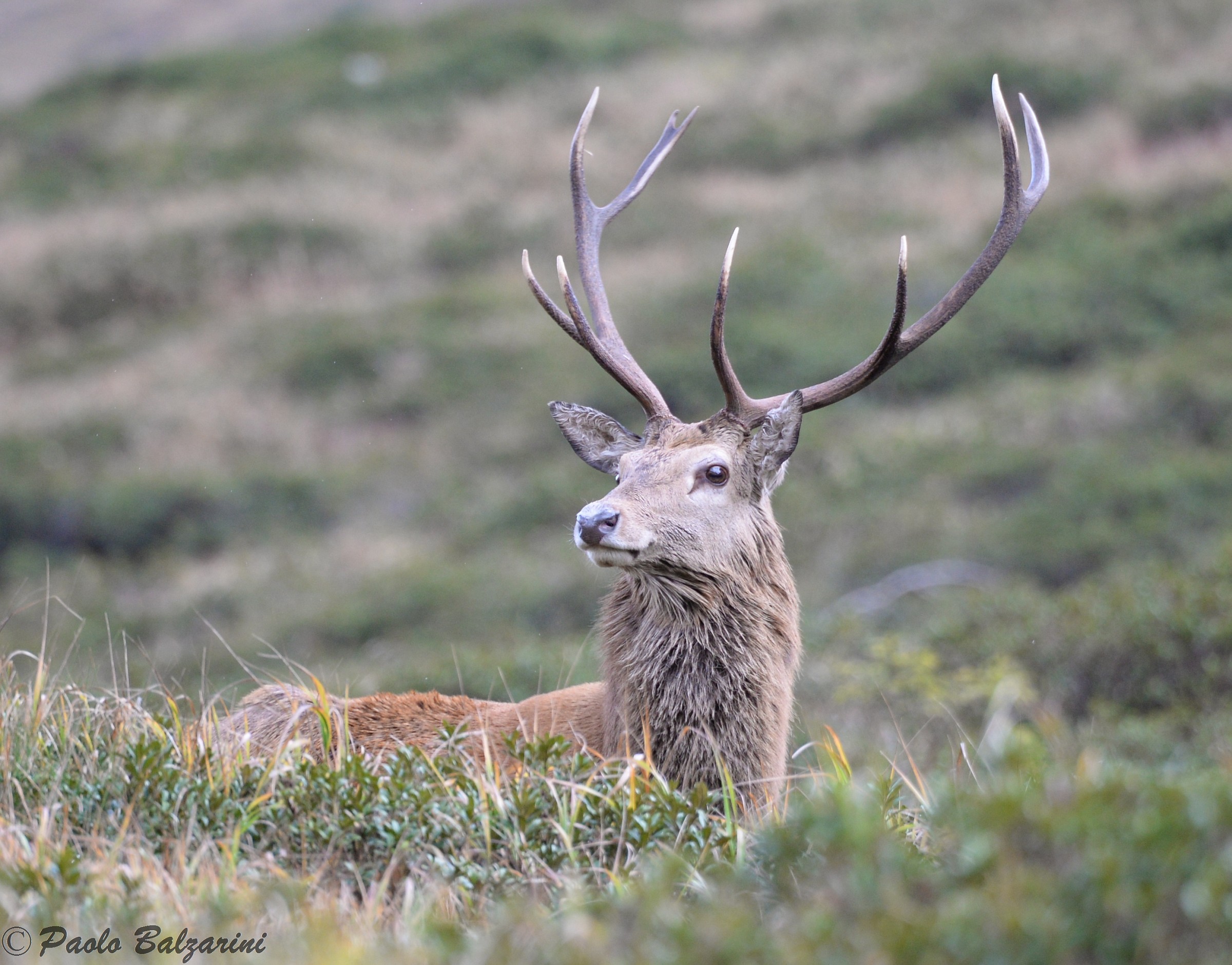 cervi parco nazionale dello stelvio