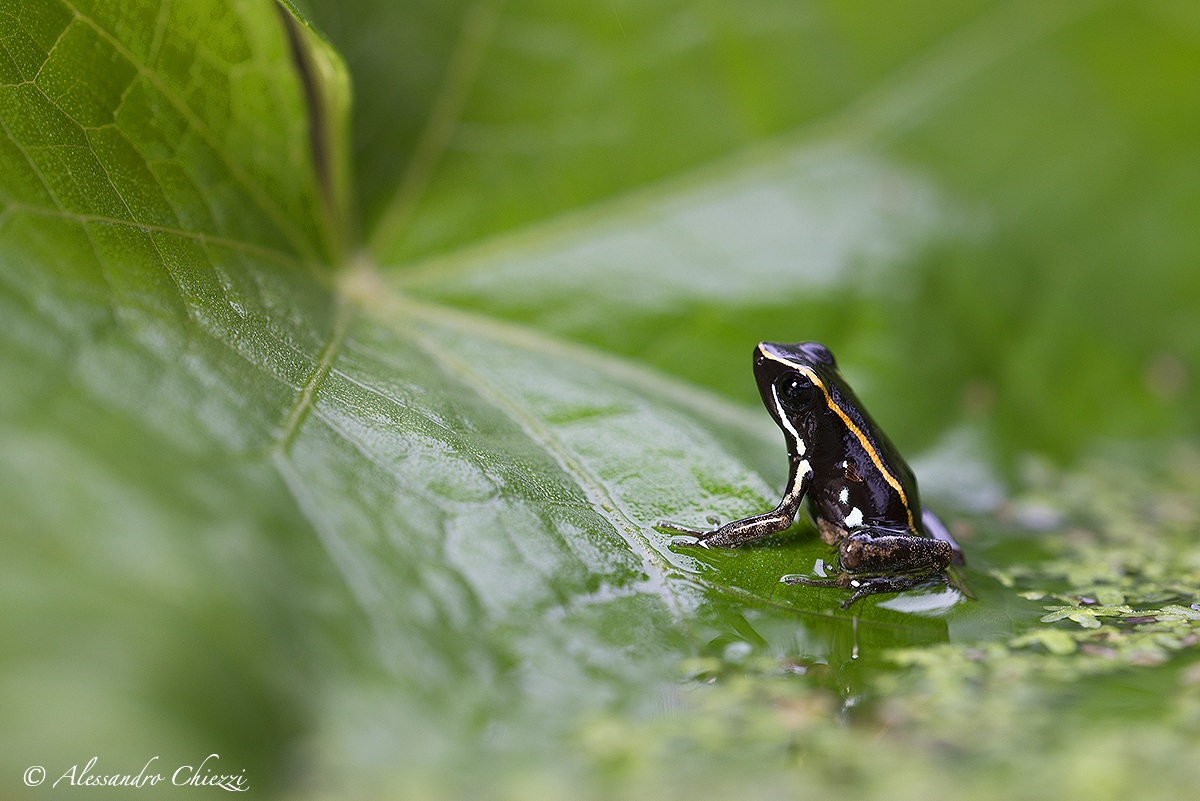 Lovely poison frog