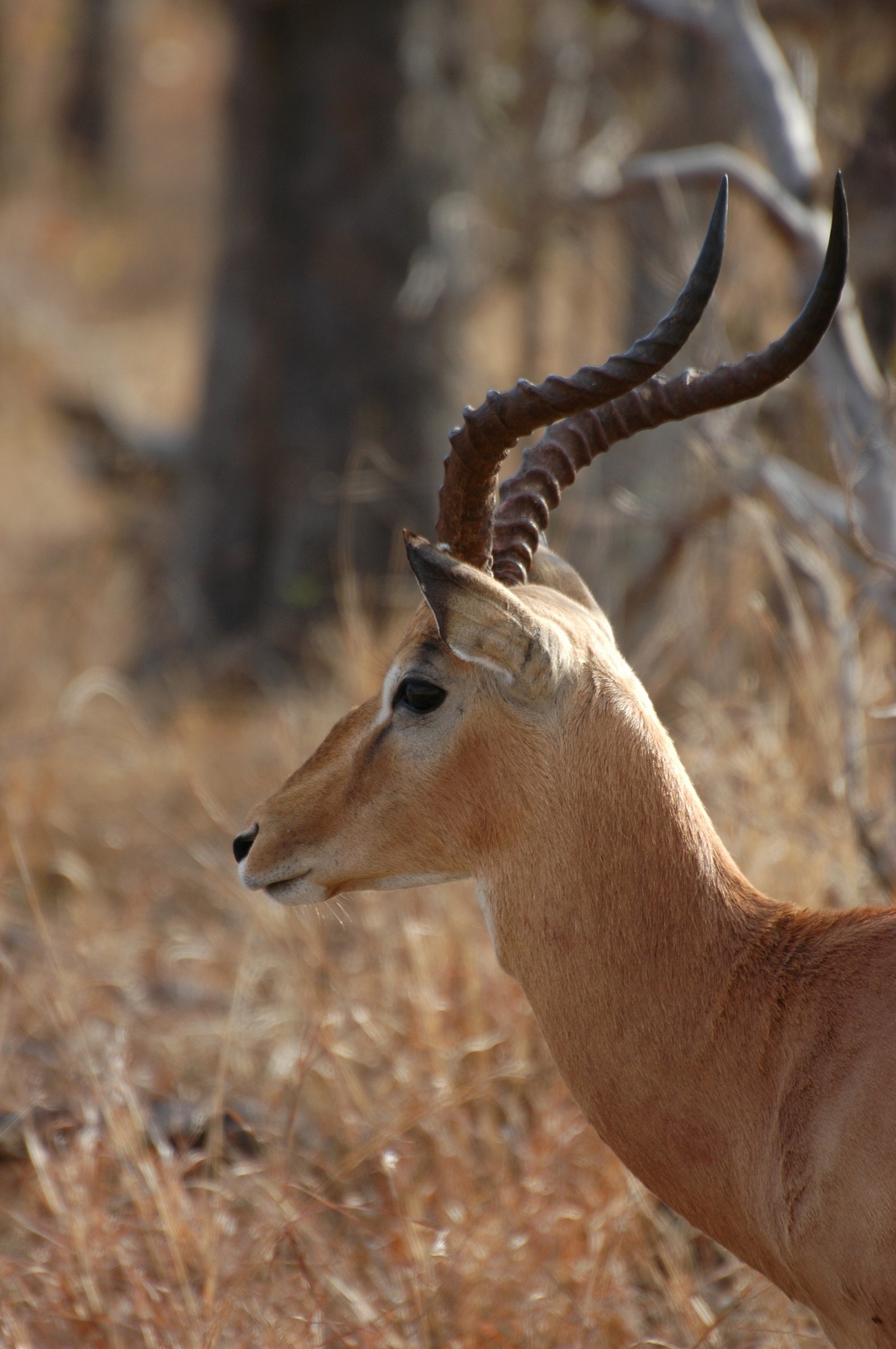 Impala, Kruger