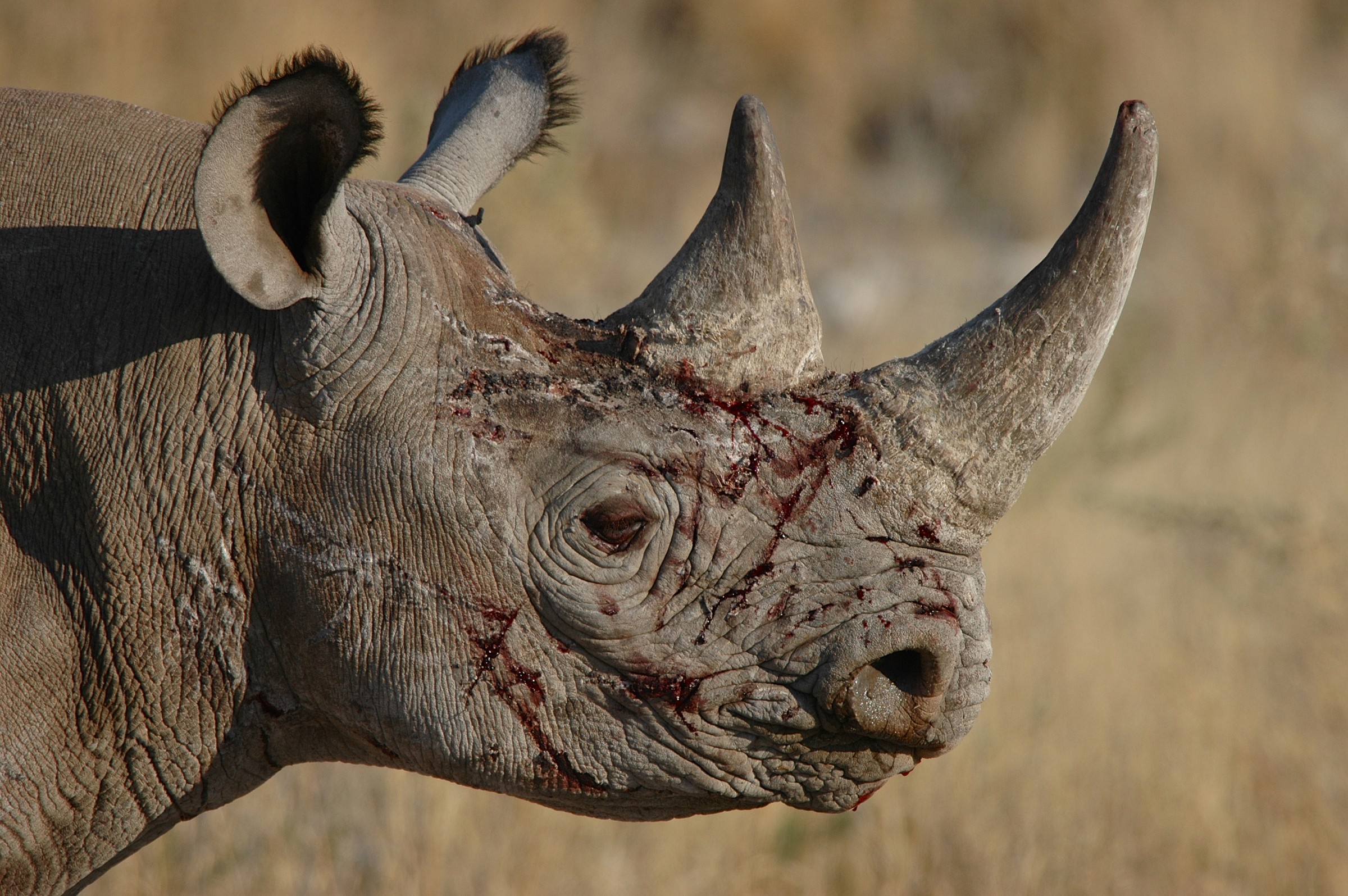 Rinoceronte nero al termine di un combattimento,Namibia