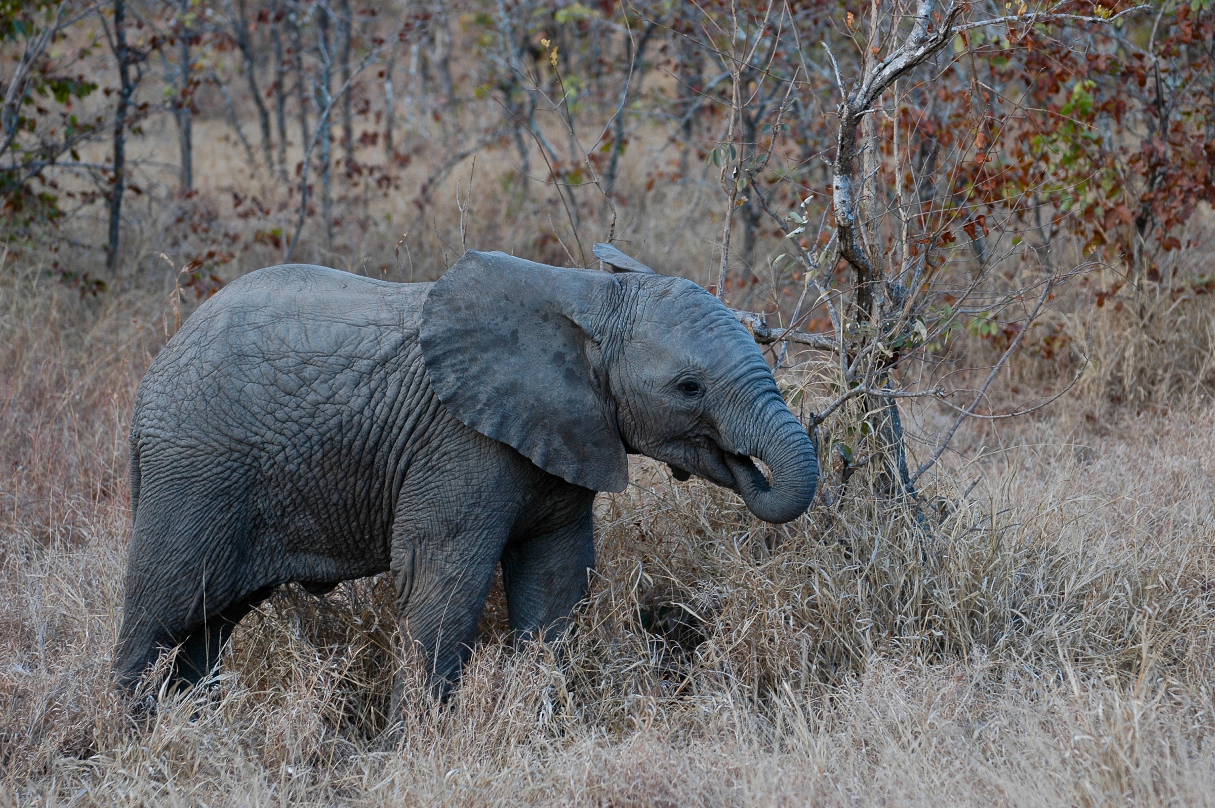 Piccolo elefante africano
