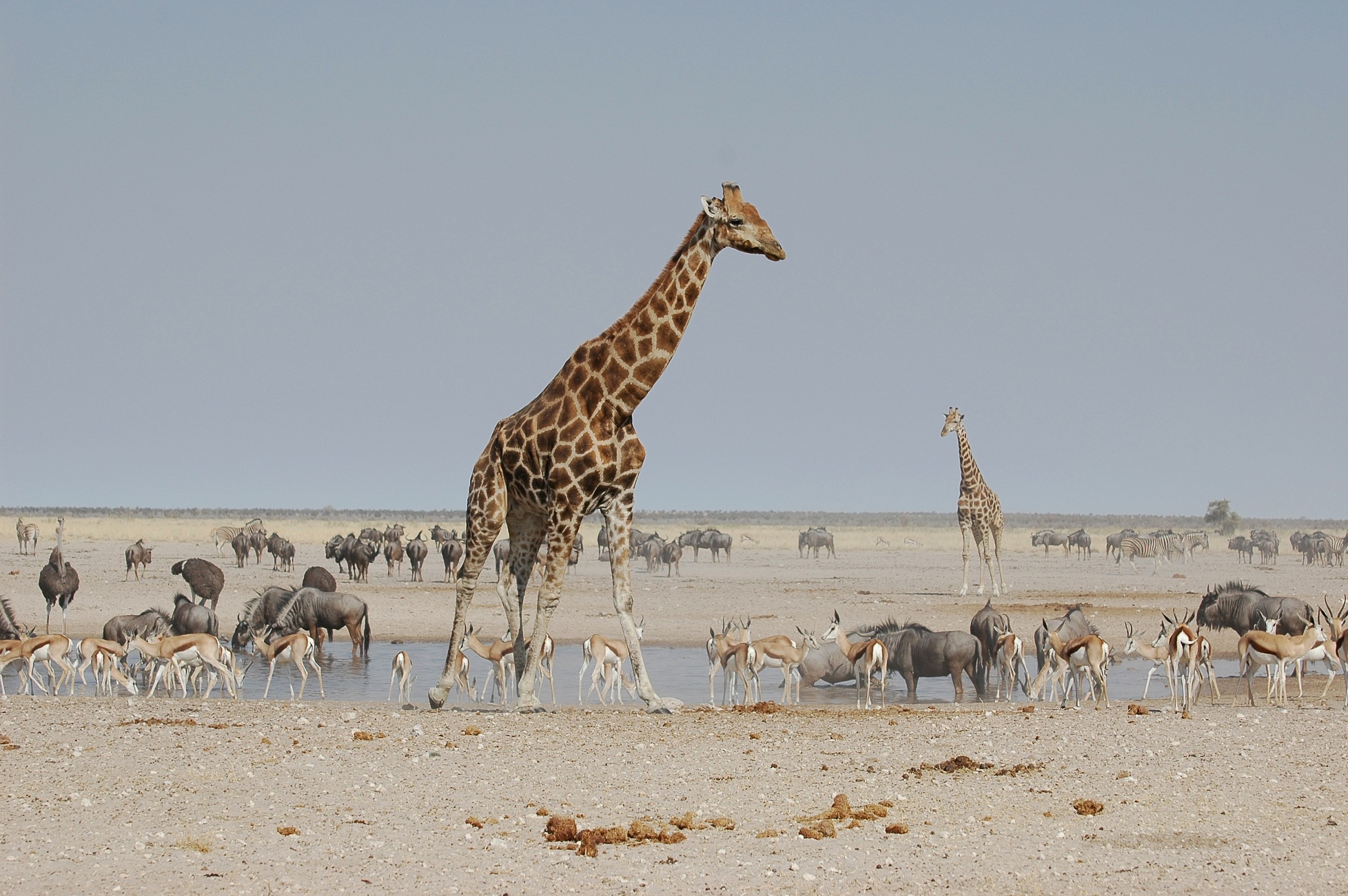 Etosha park