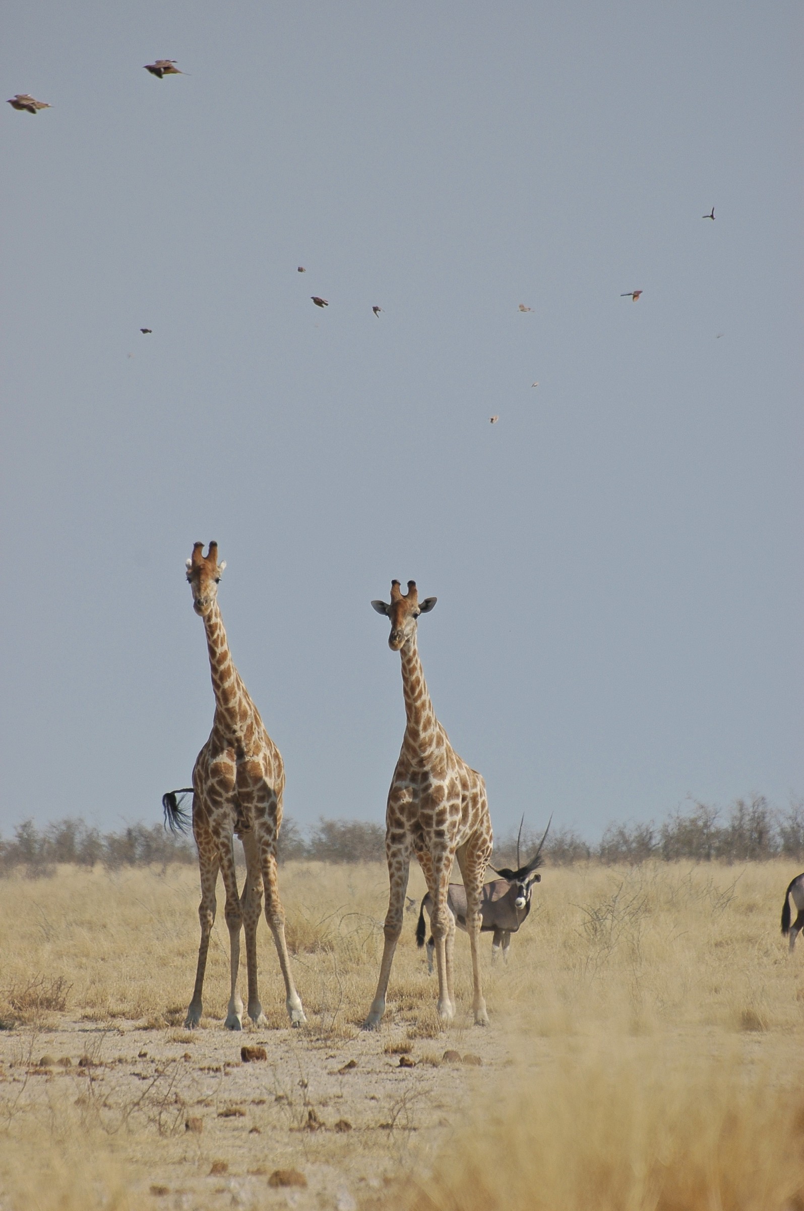 Etosha park