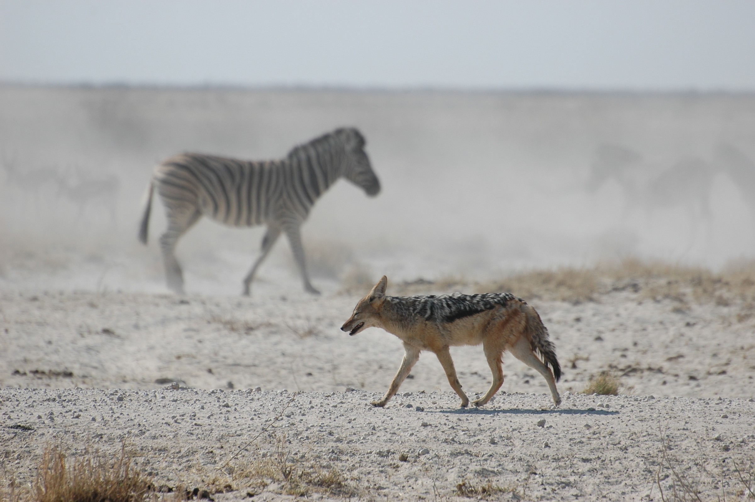 Etosha park