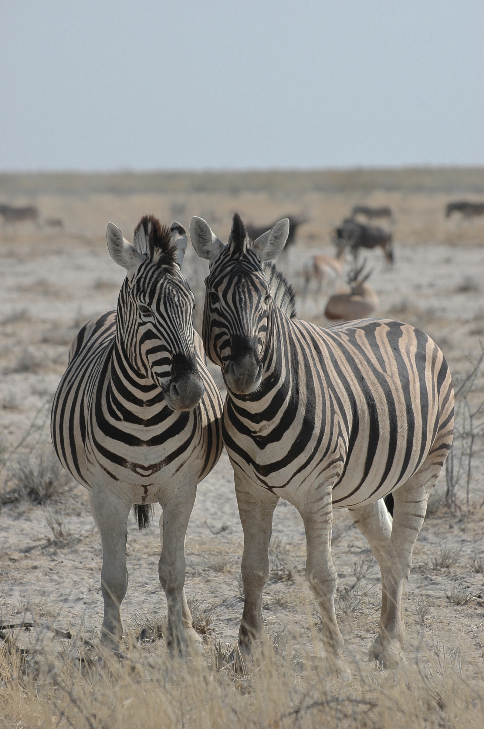 Zebre, Etosha park