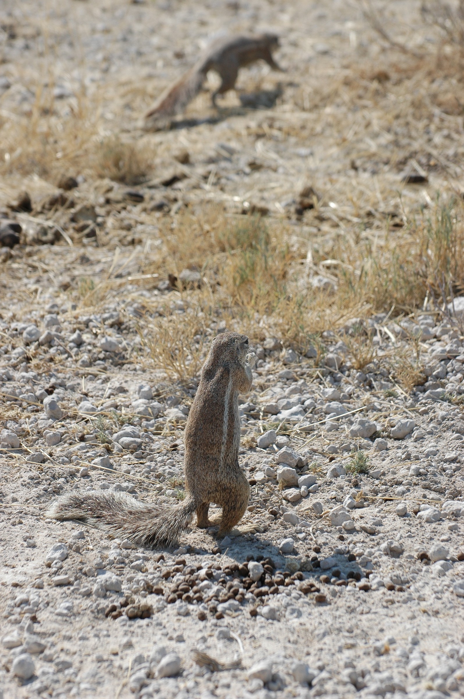 Scoiattoli nel deserto