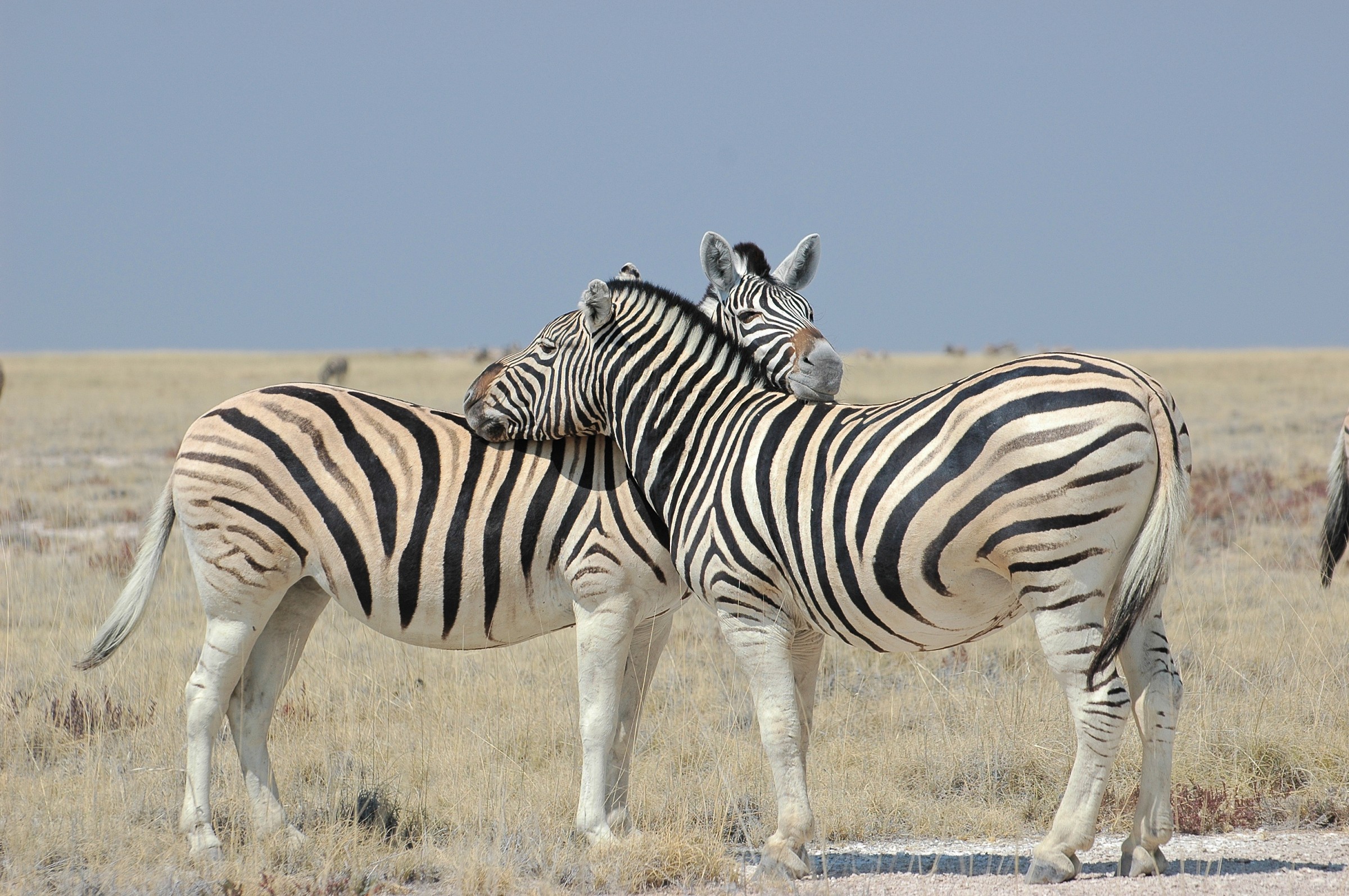 Zebre, Etosha, Namibia