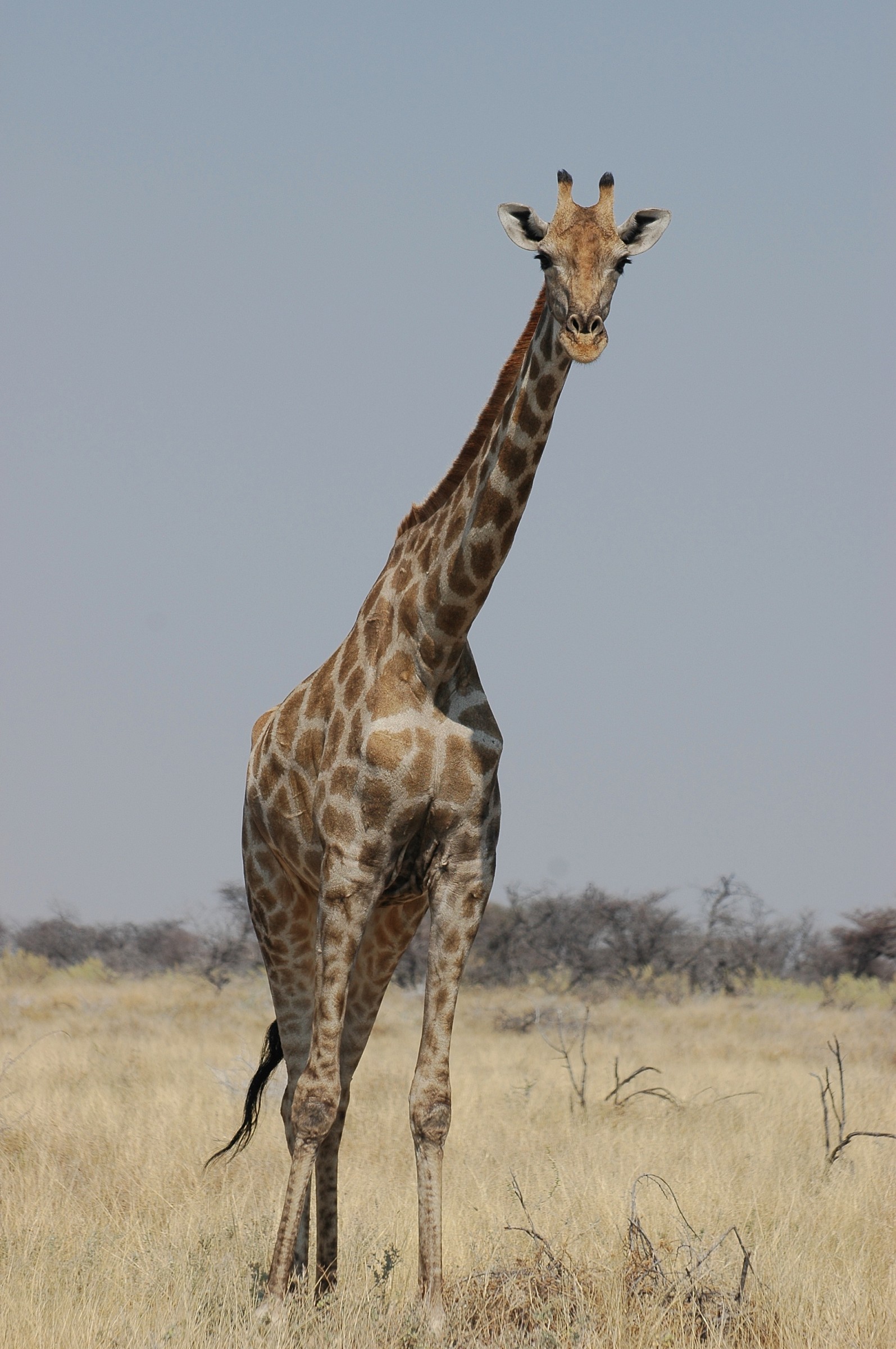 Giraffa, Etosha, Namibia