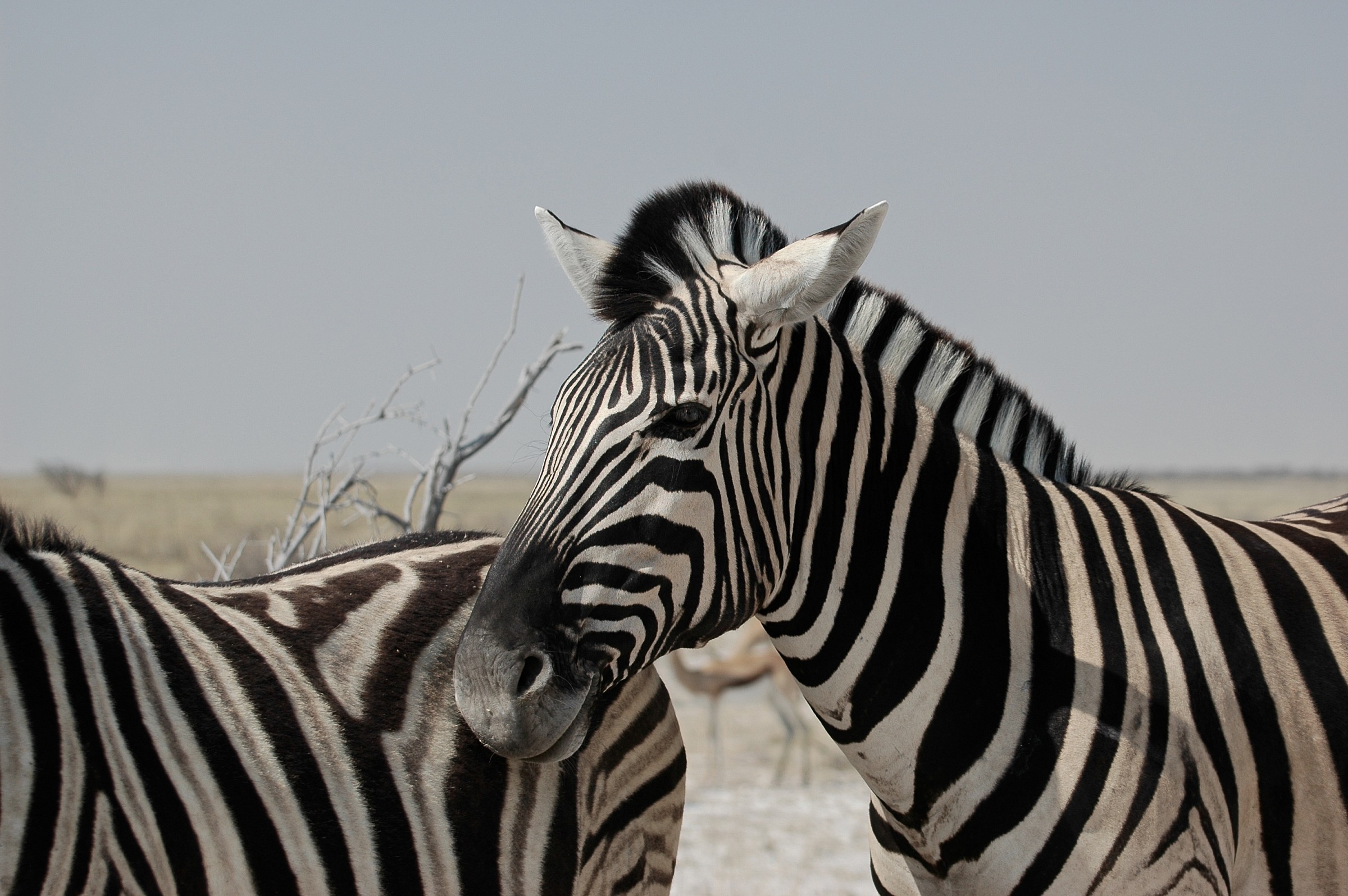 Zebra, Etosha, Namibia
