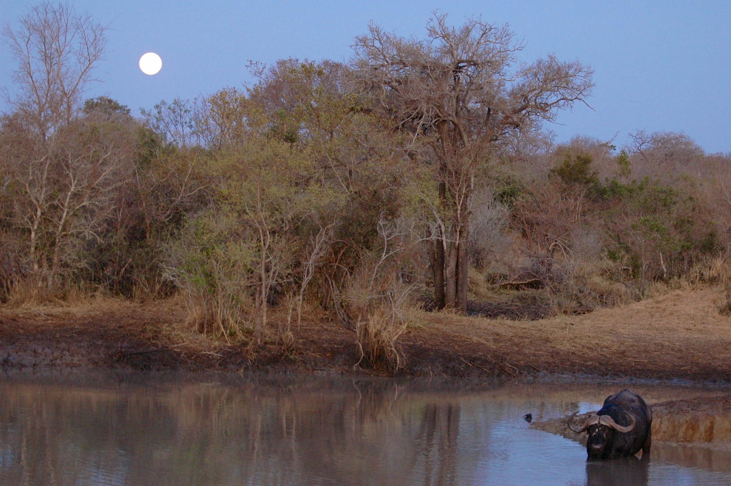Bufalo al bagno, Sudafrica