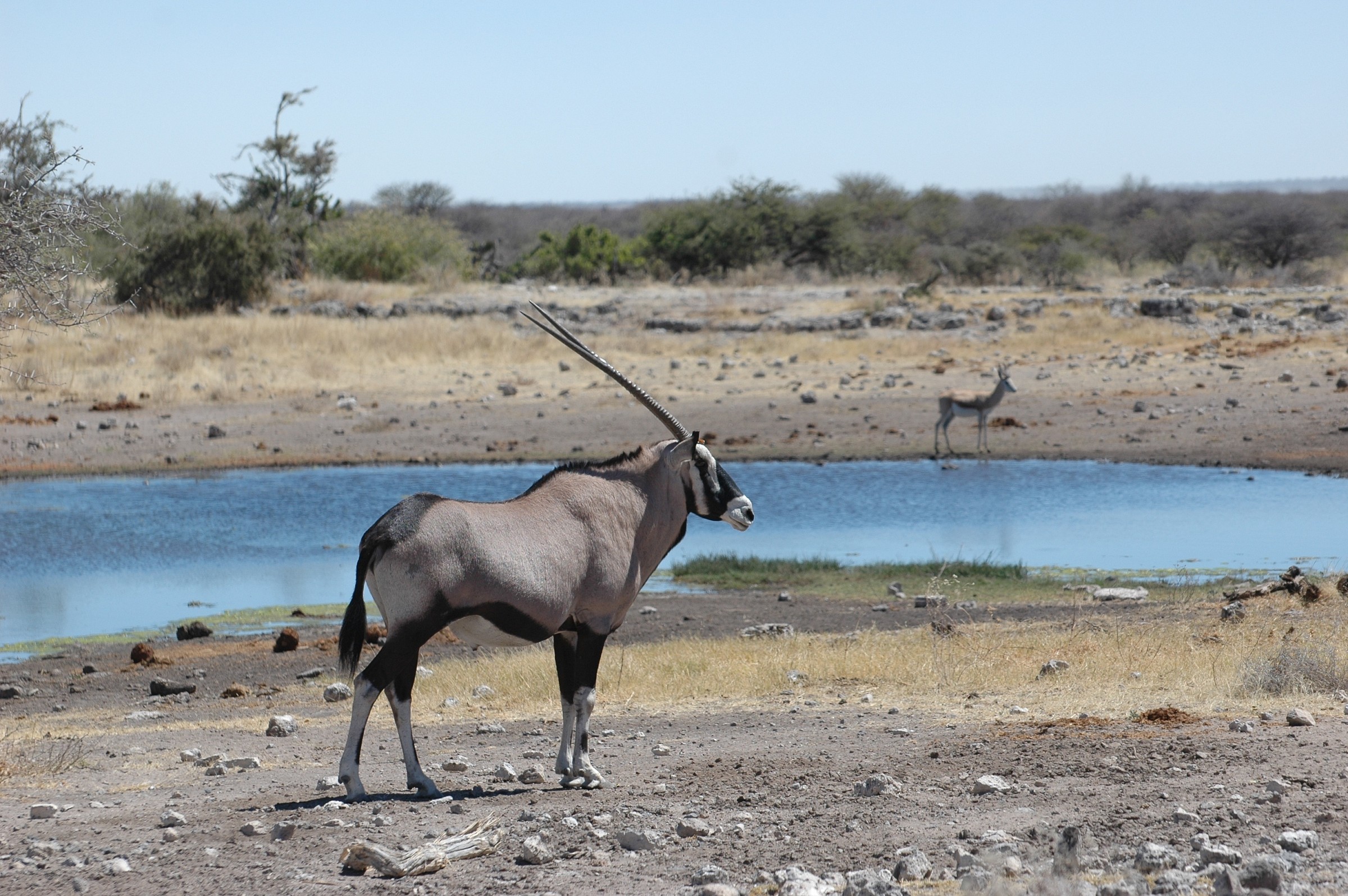 Orice, Etosha, Namibia