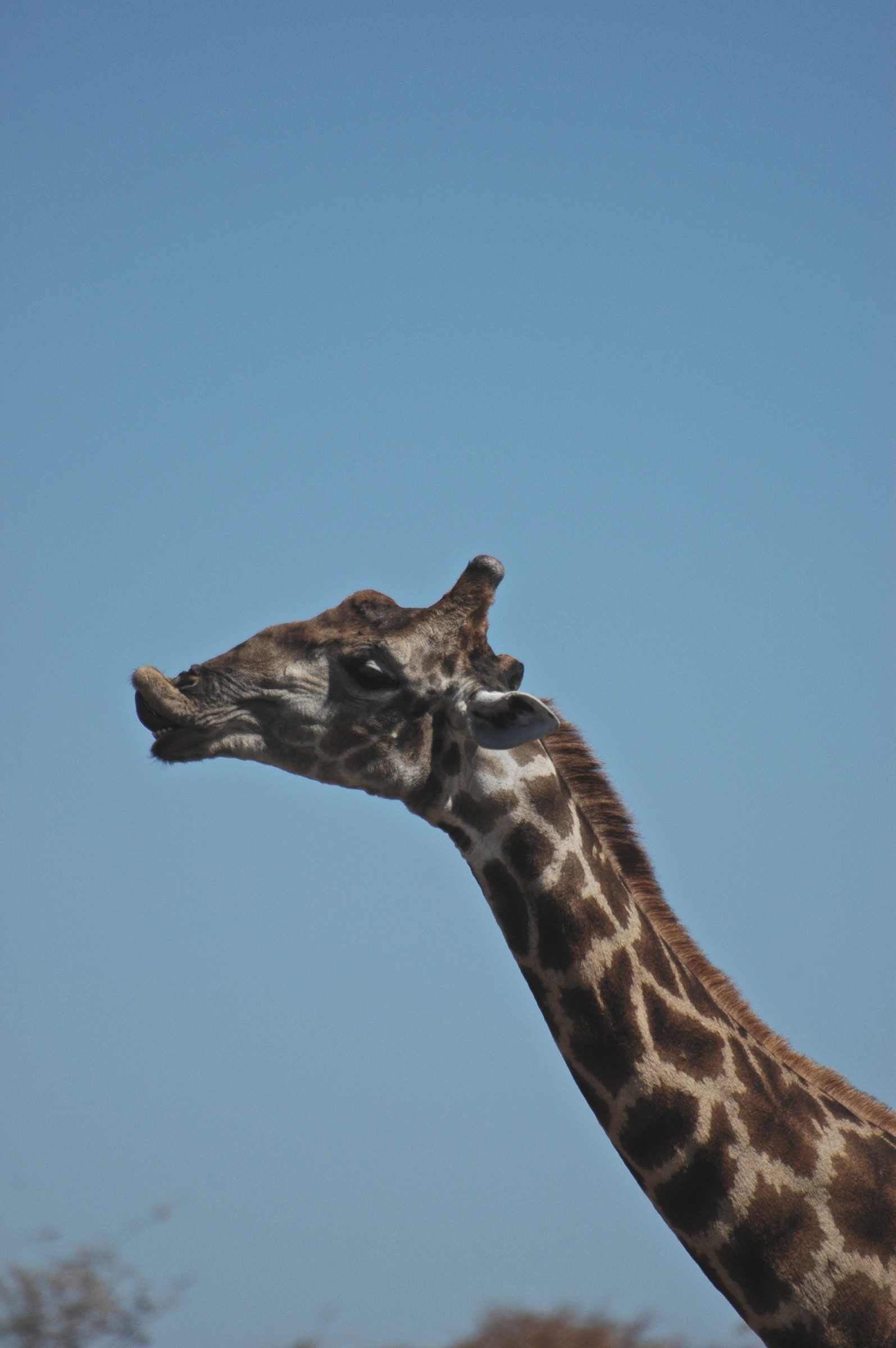 Giraffa, Etosha, Namibia