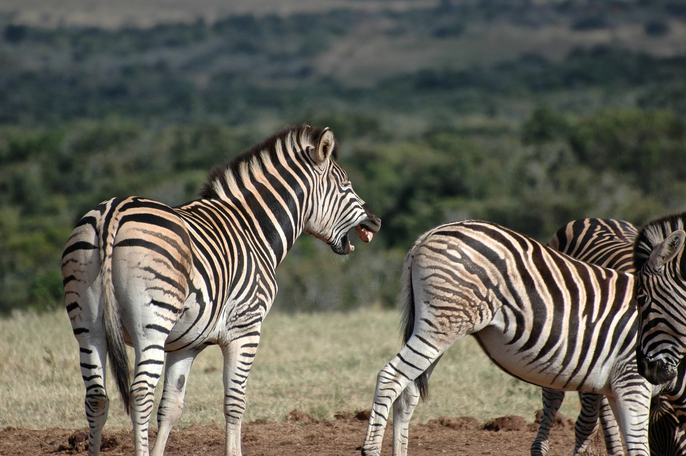 Zebre, Sudafrica