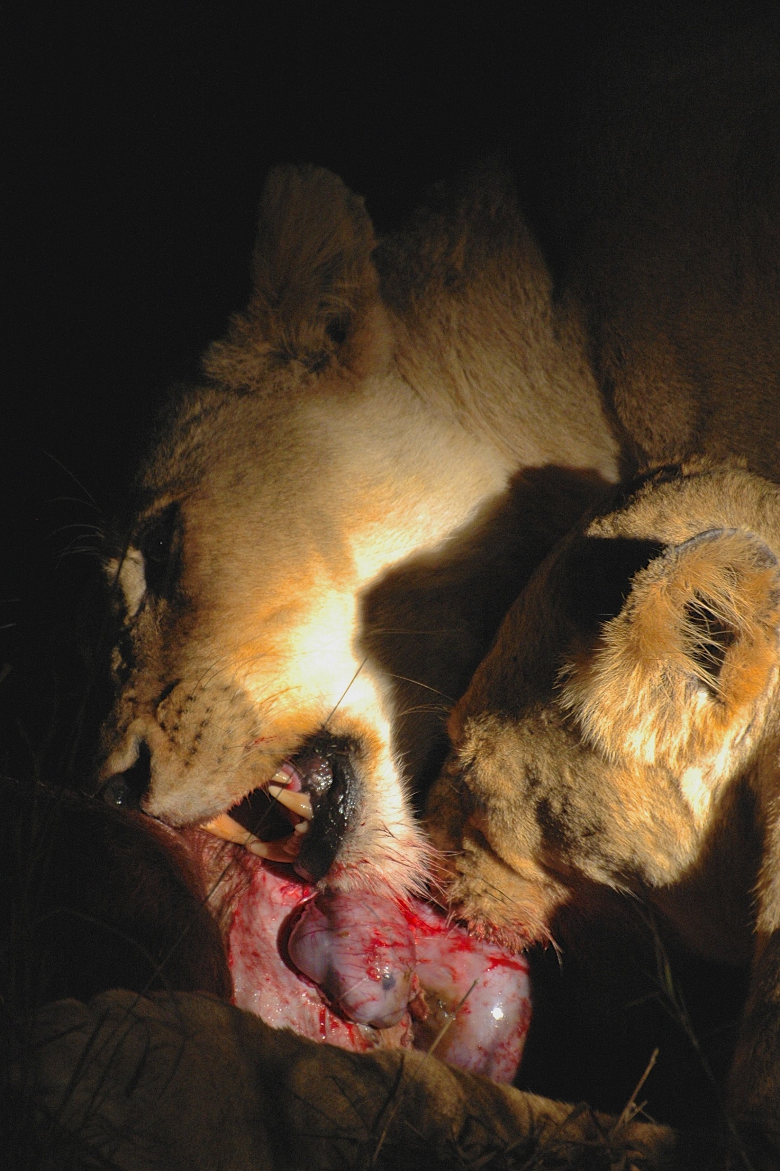 Leonesse che mangiano un bufalo, Sudafrica