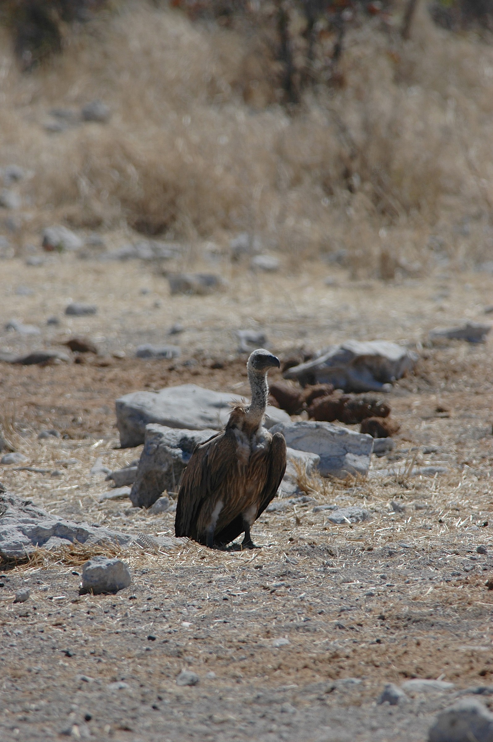 Avvoltoio, Etosha, Namibia