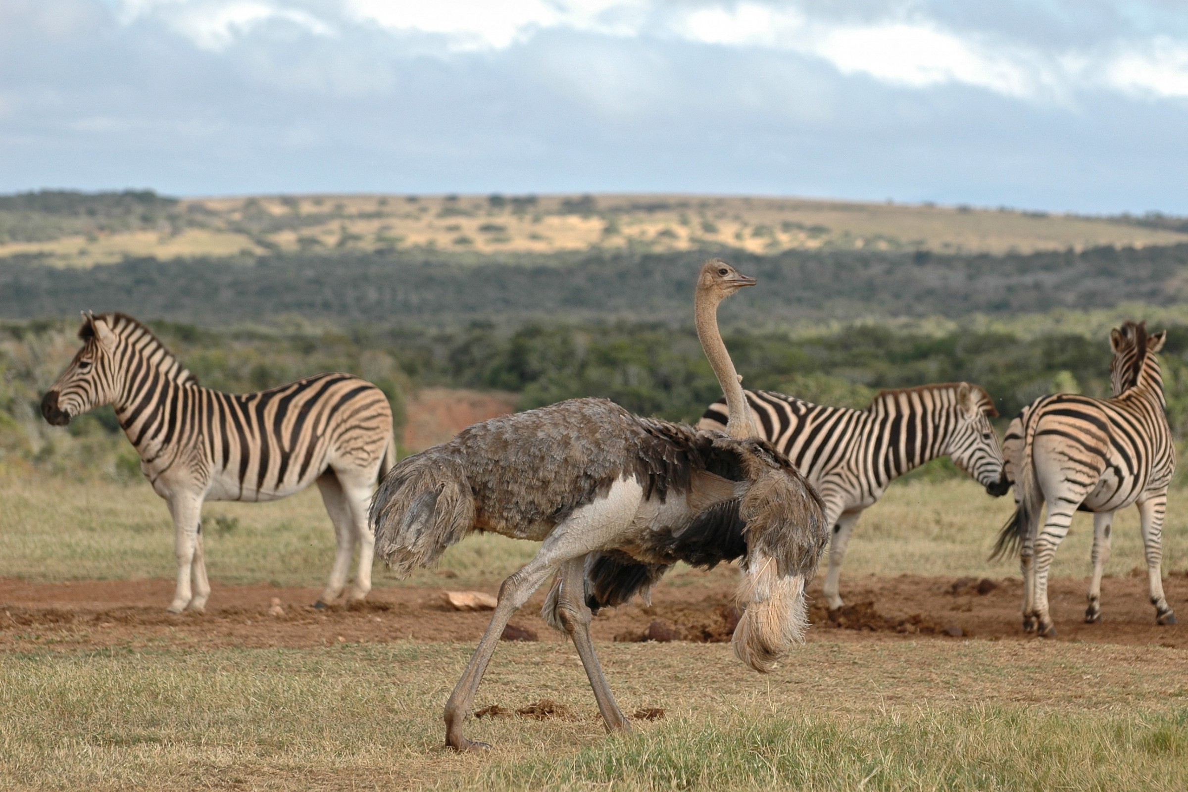 Struzzo e zebre, Sudafrica