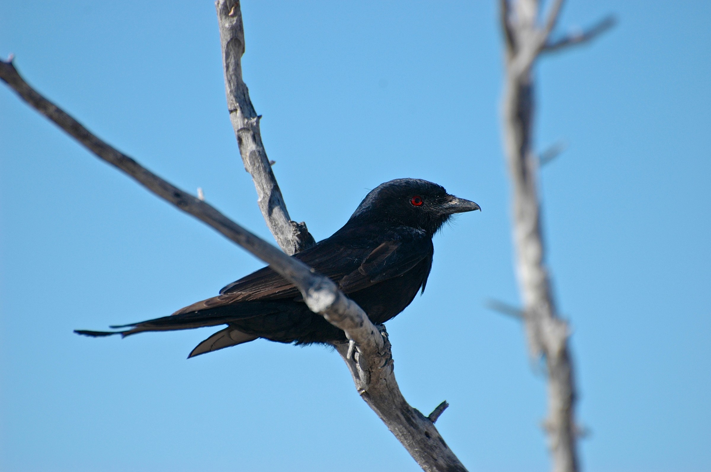 Black bird, Etosha, Namibia