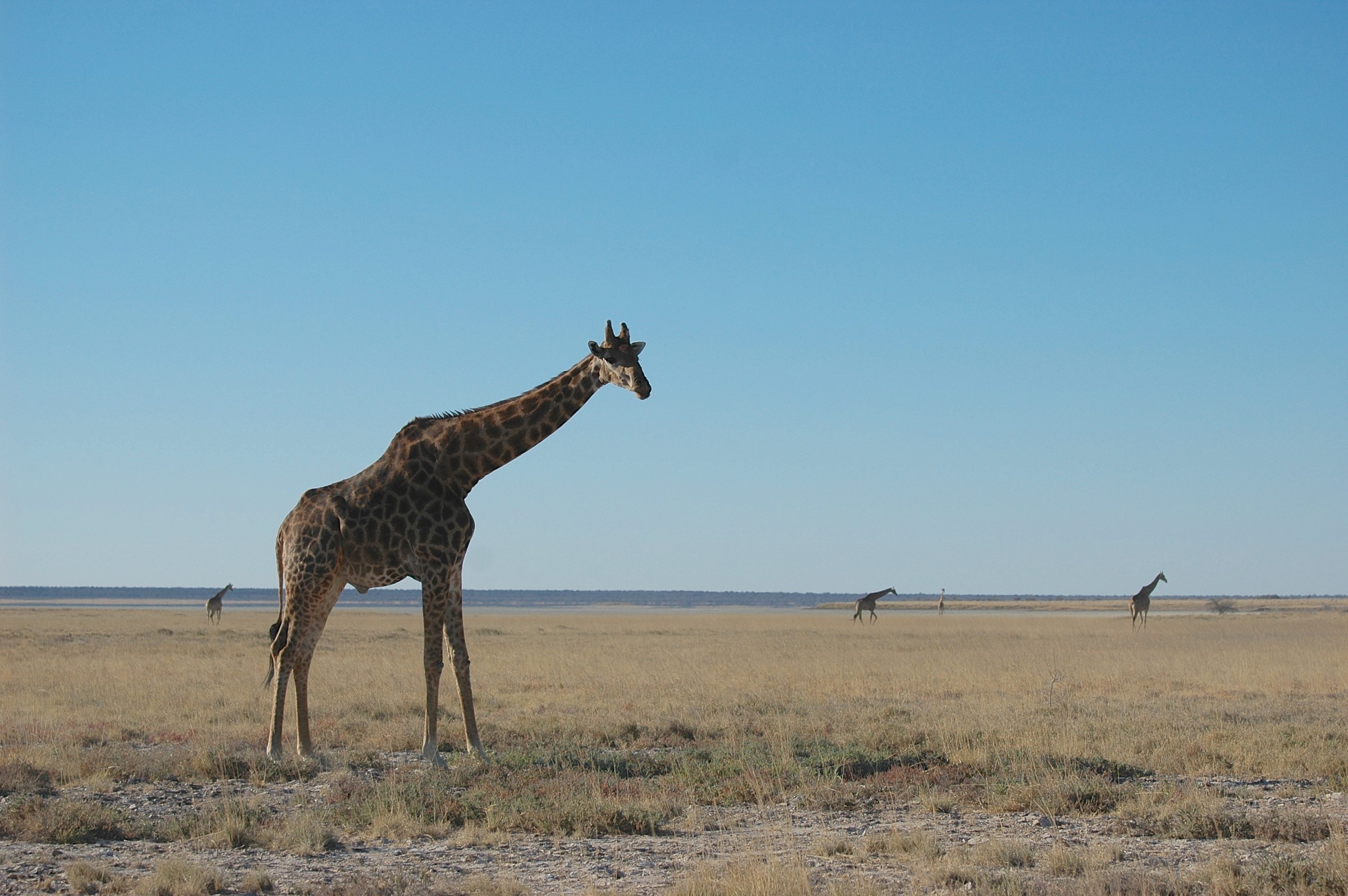 Giraffa, Etosha, Namibia