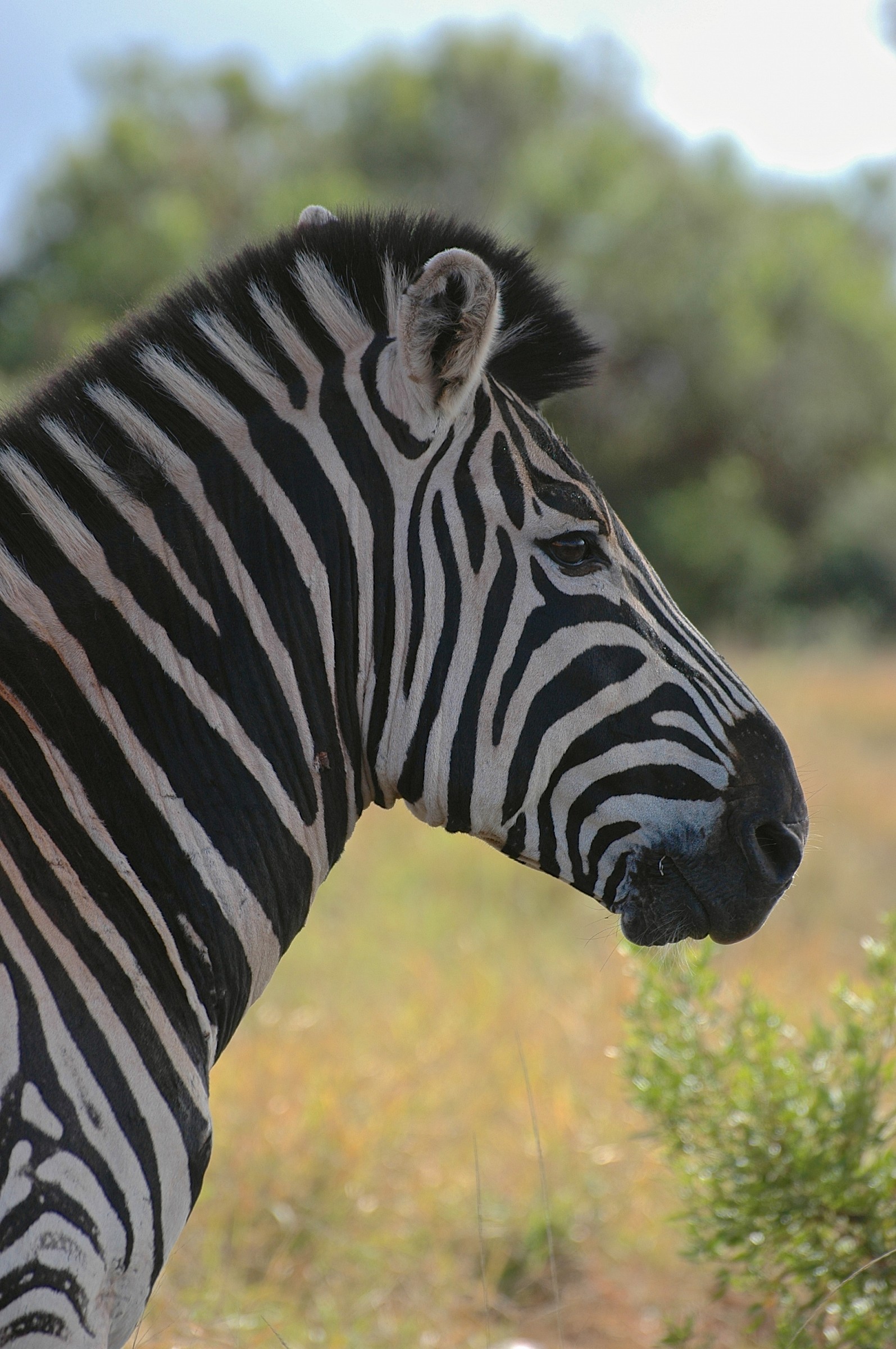 Zebra, Sudafrica