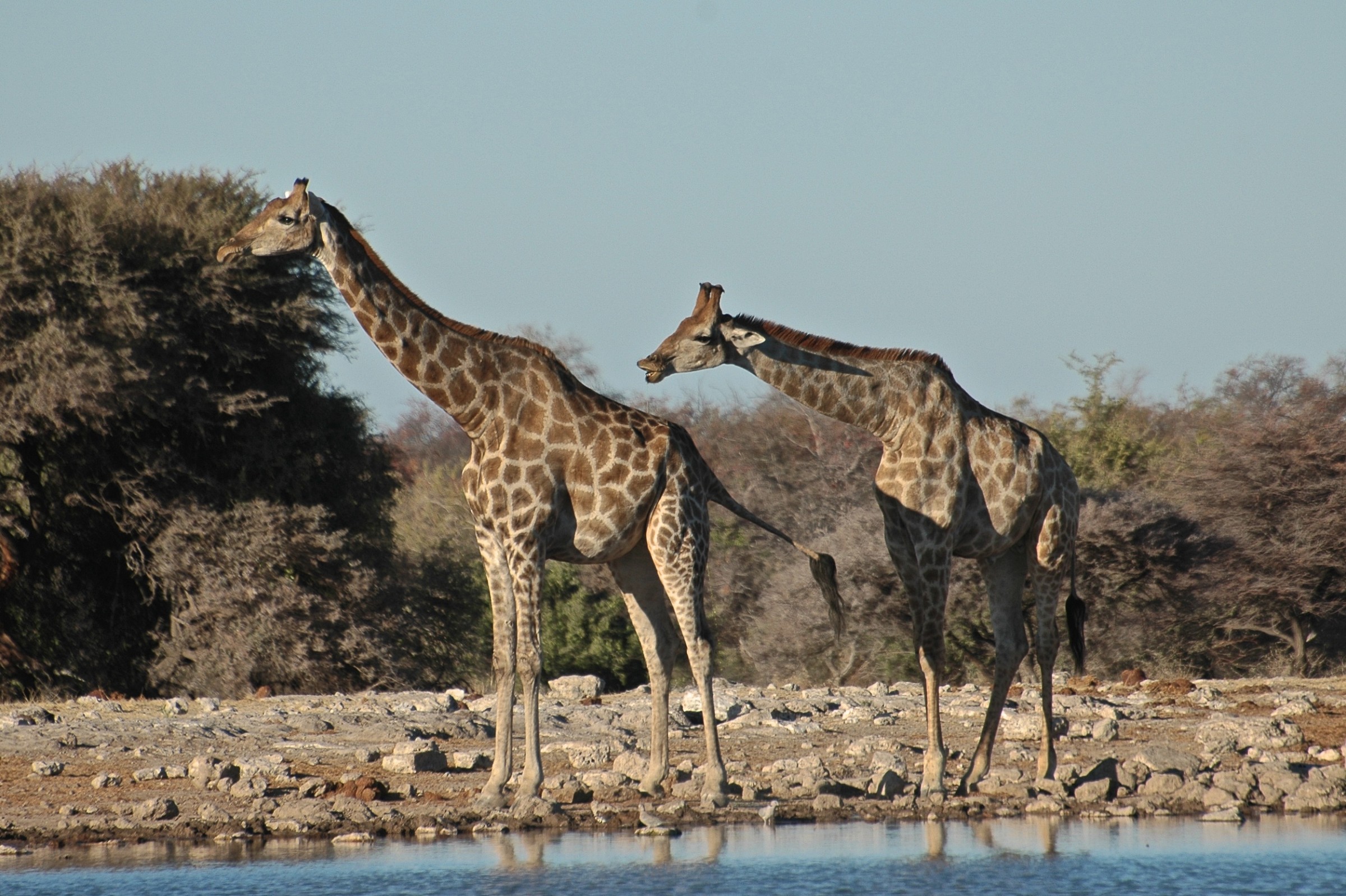 GIraffe, Etosha, Namibia