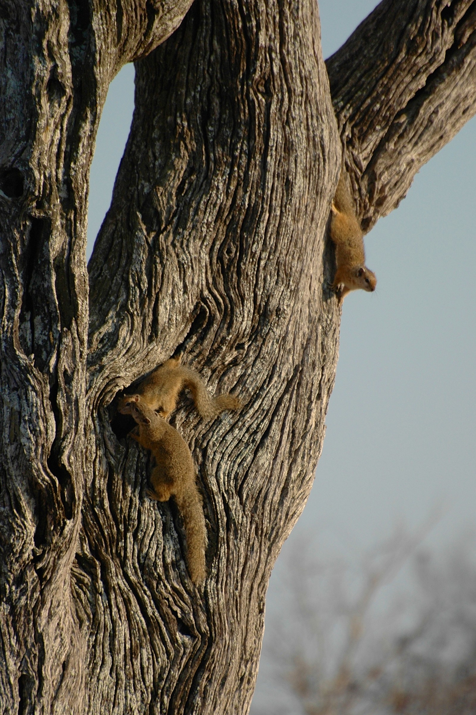 Scoiattoli, Sudafrica