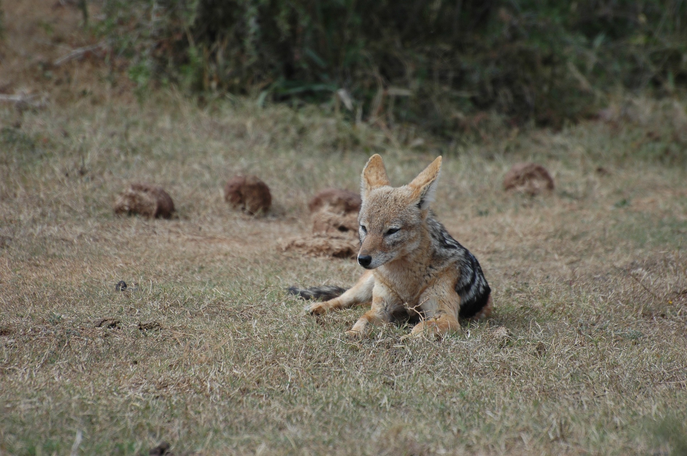 Sciacallo, Sudafrica