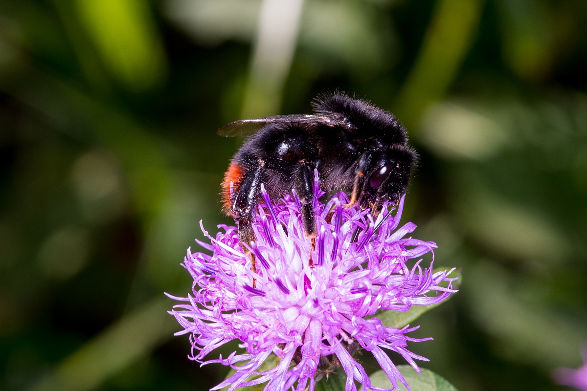 Bombus lapidarius