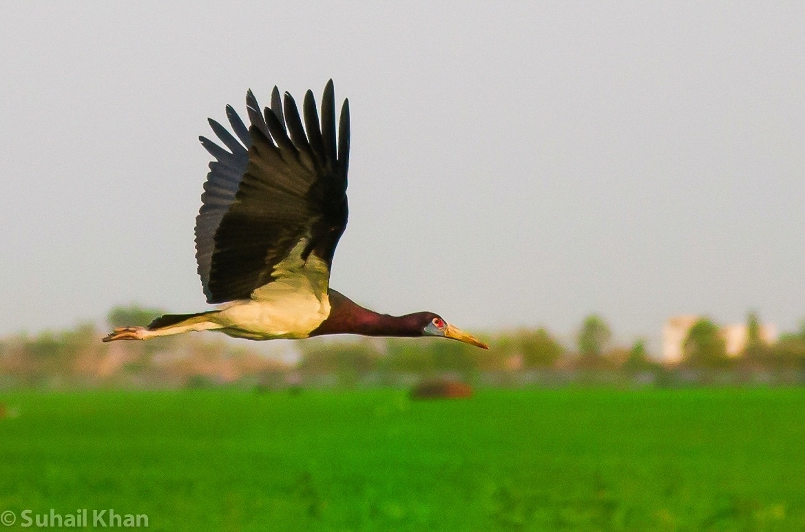 Volare di Abdim Stork (Ciconia abdimii) Africa.