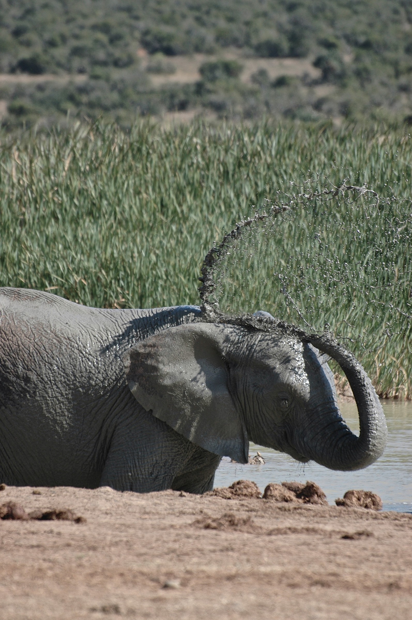 Elefante, Sudafrica