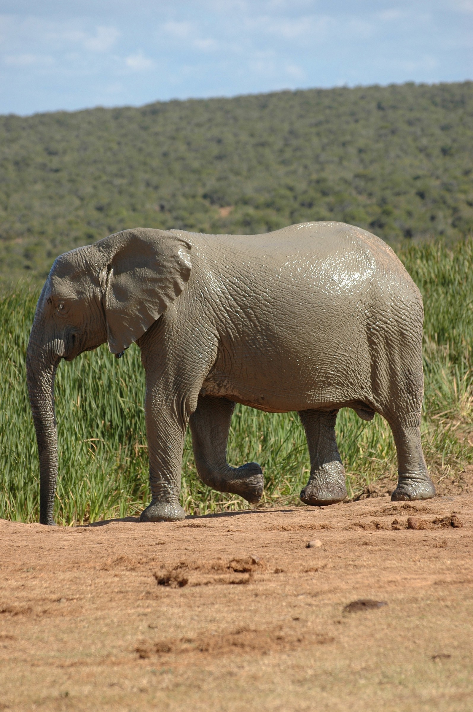 Elefante, Sudafrica