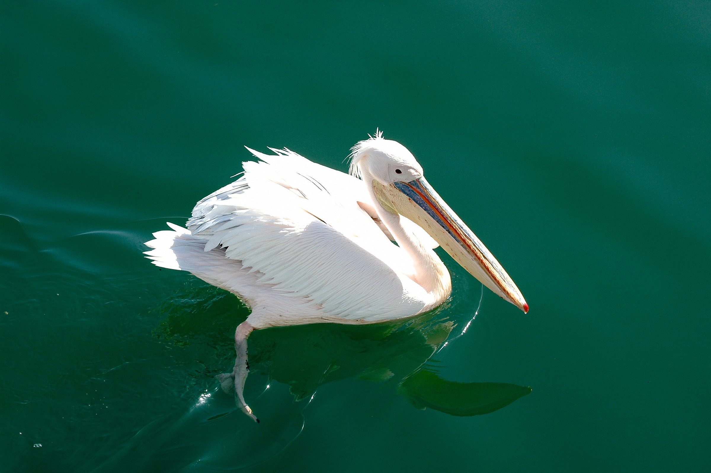 Pellicano, Walvis Bay, Namibia