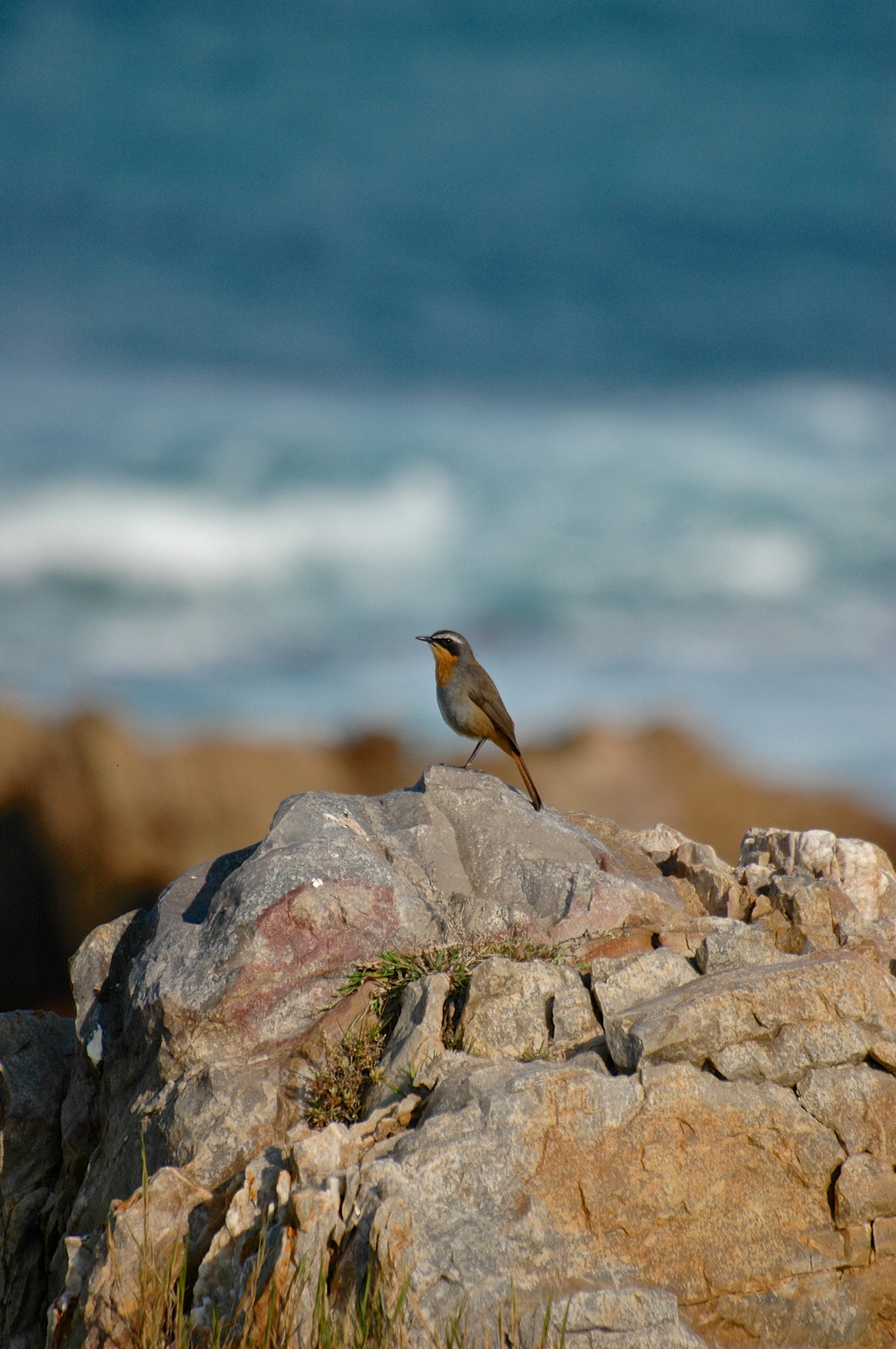 Uccellino sulla Garden route, Sudafrica
