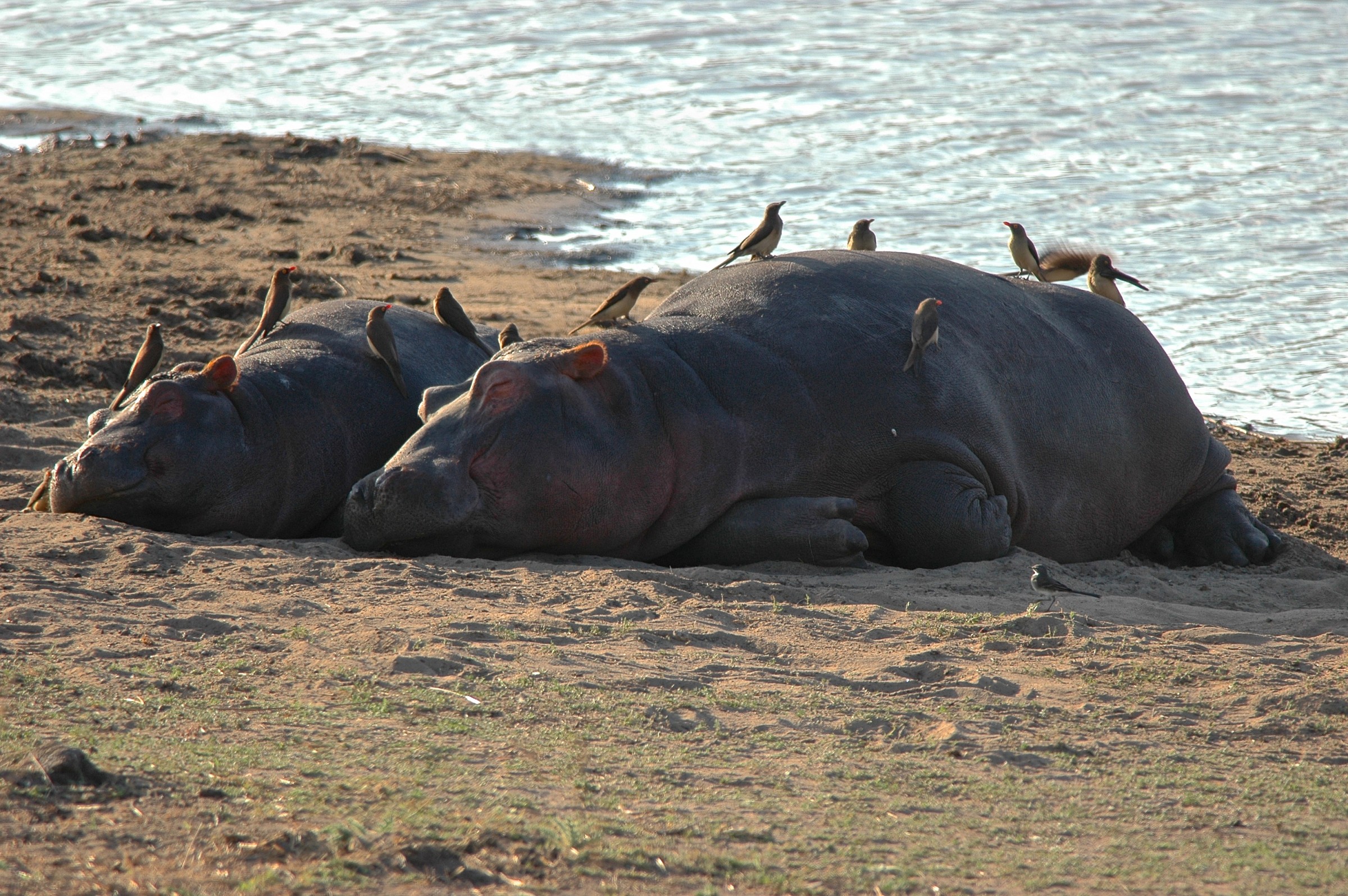 Ippopotami, Sudafrica