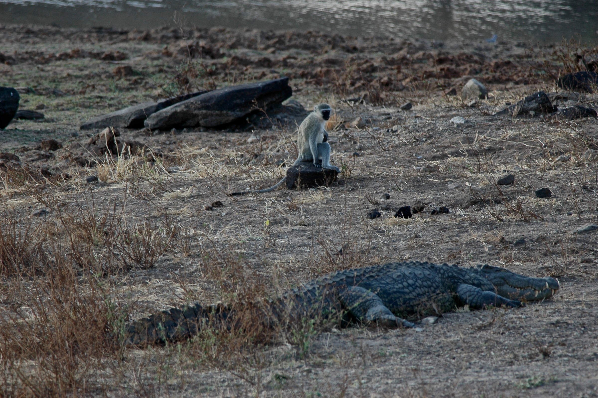 Cocco e scimmia, Sudafrica