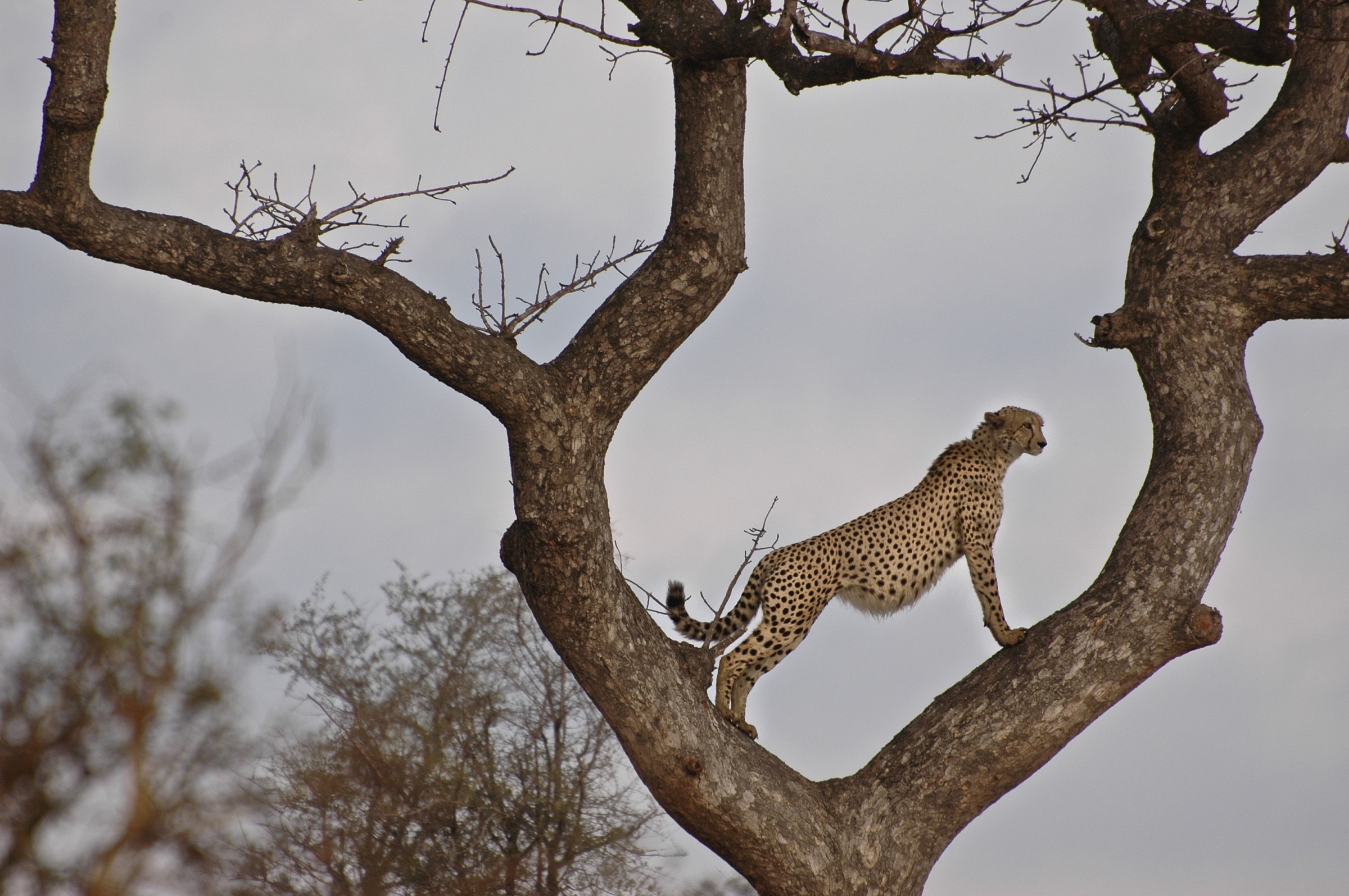 Ghepardo, Kruger, Sudafrica