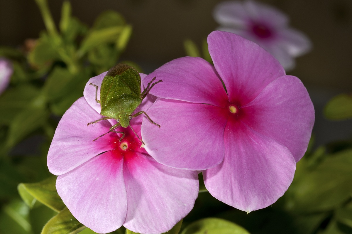 vinca rosea