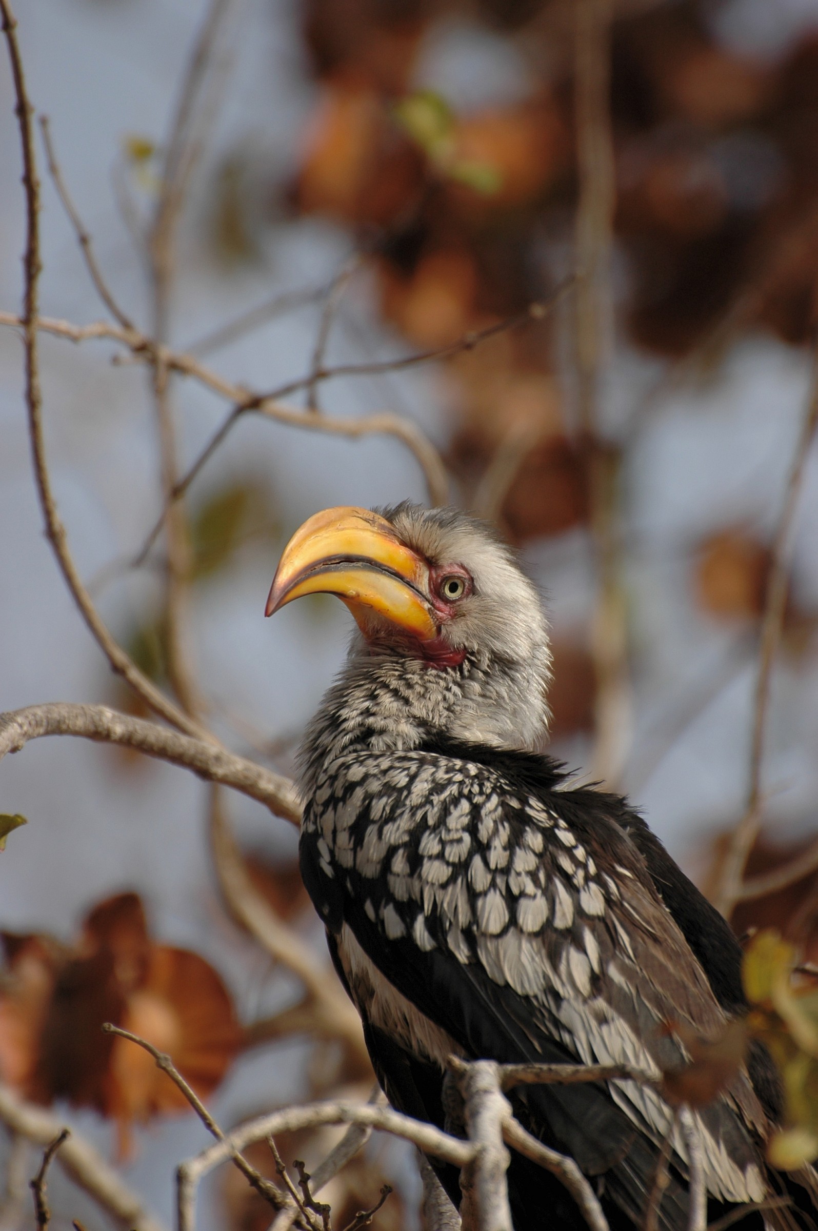 Bucero dal becco giallo, Sudafrica