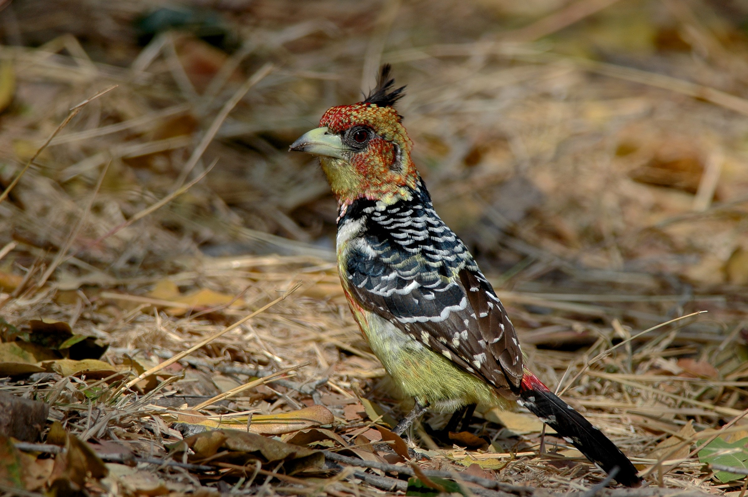 Barbet giallo e rosso, Sudafrica