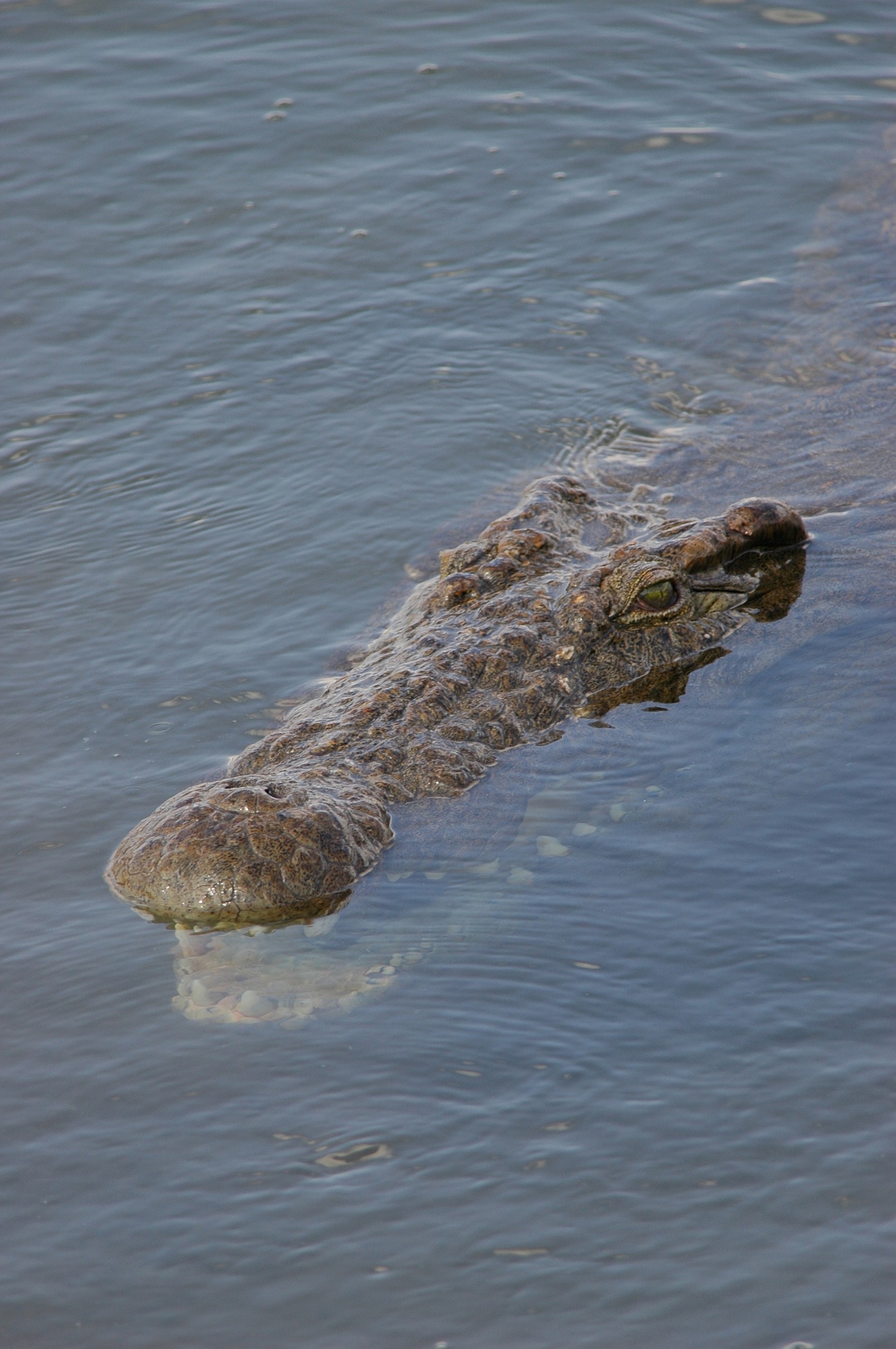 Cocco in agguato, Sudafrica