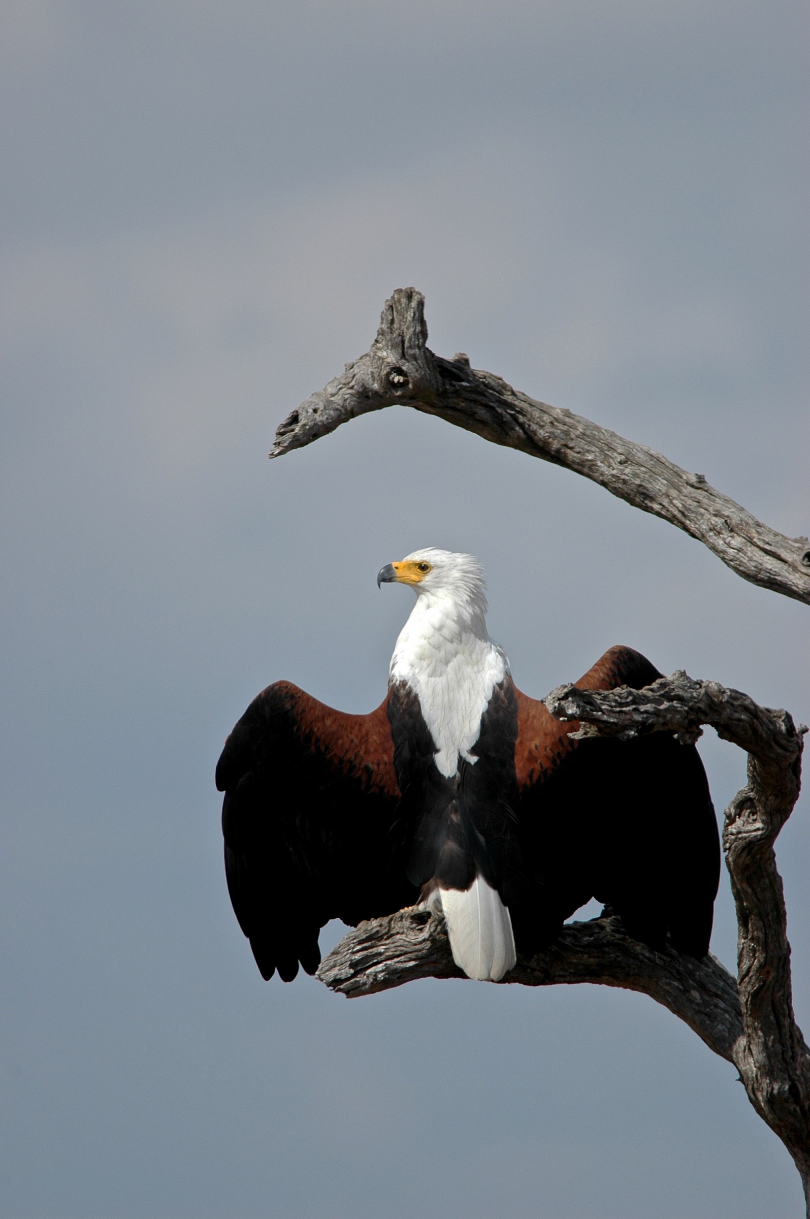 Aquila, Kruger, Sudafrica